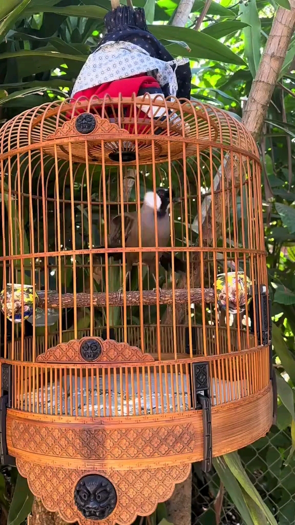 珊瑚鸟叫声 养鸟 观赏鸟