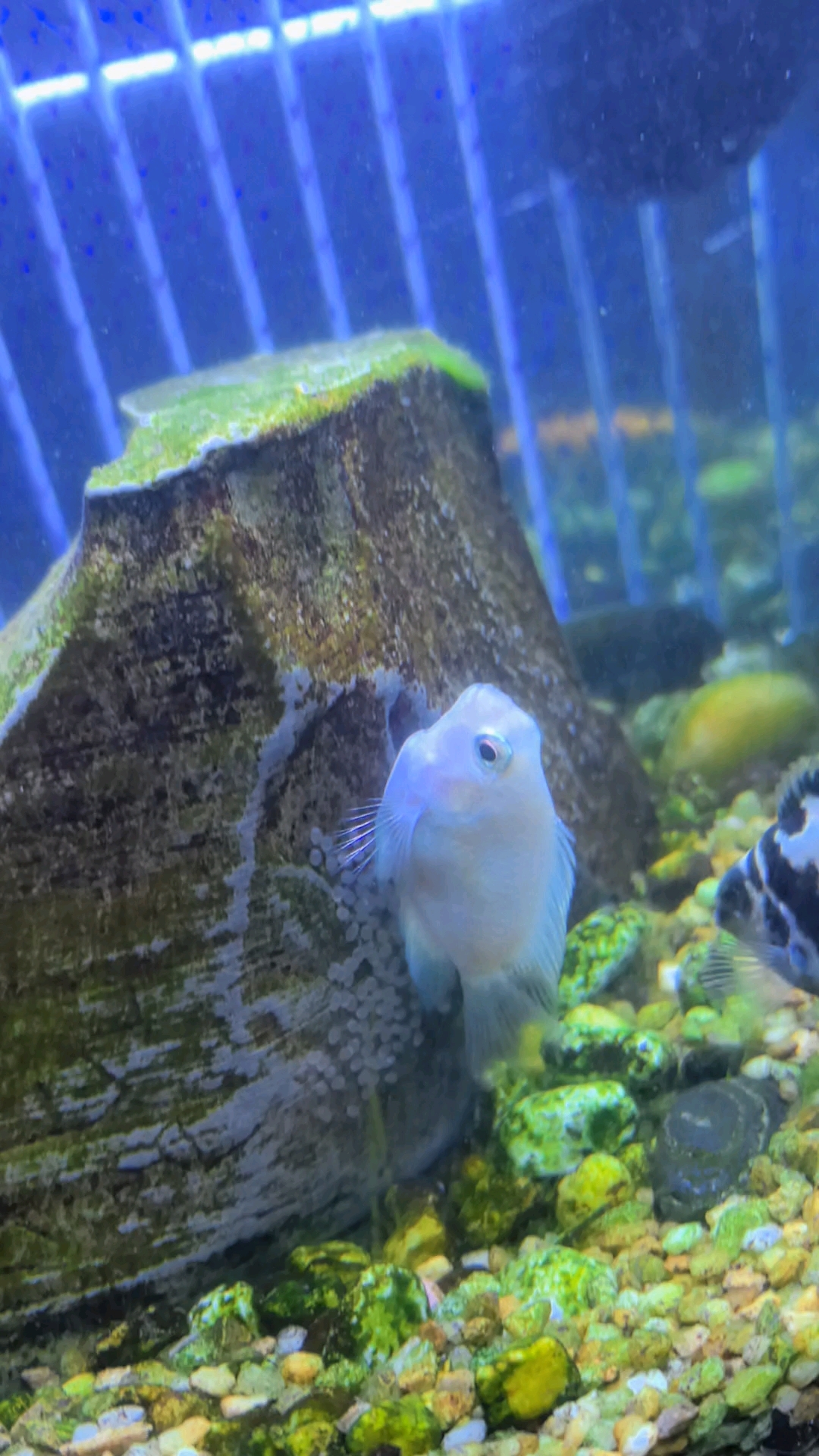 相信没几个人看到过小鱼敷蛋蛋吧?哈哈哈,我家的嘟嘟鱼要升级了