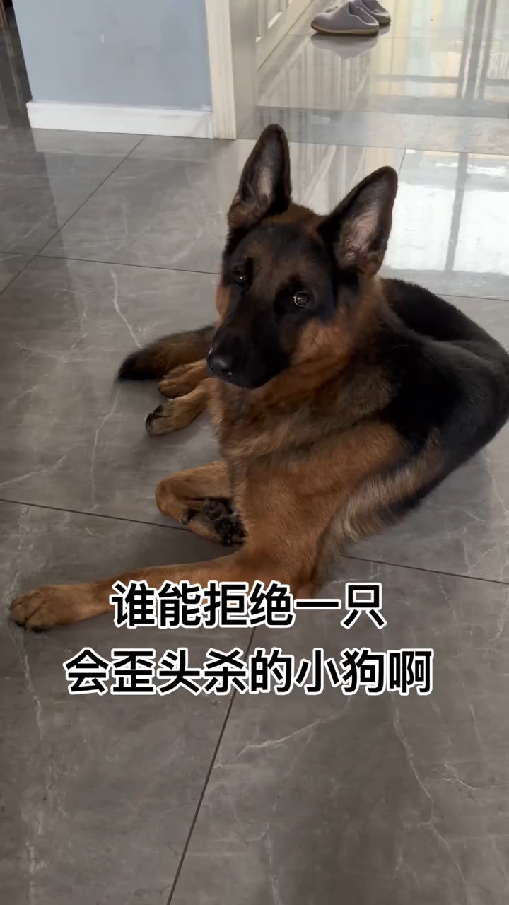 德牧狗狗歪头杀来喽