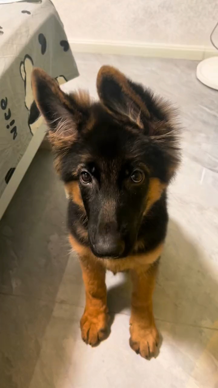 有谁喜欢又可爱又聪明的小德牧?