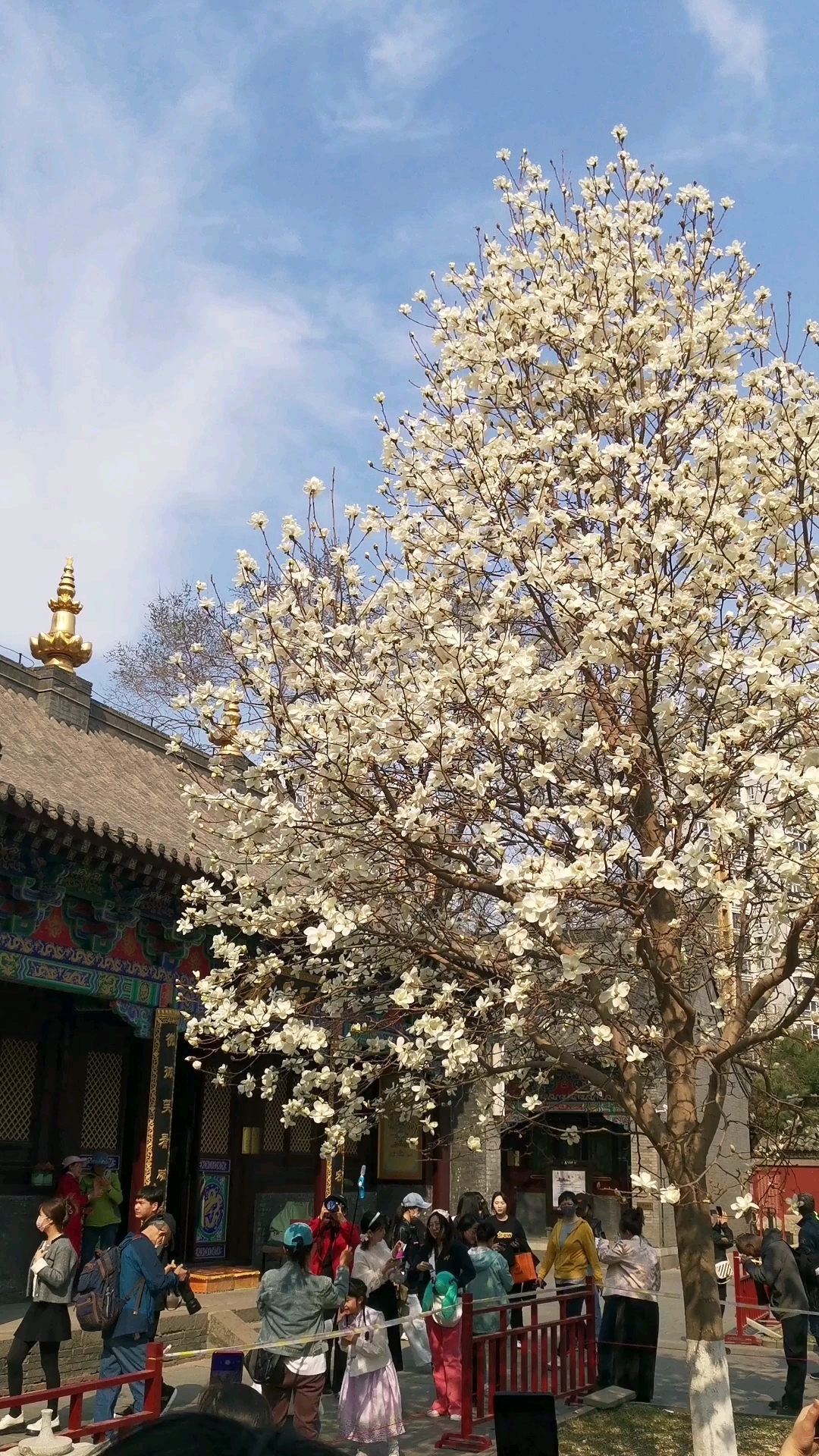 沈阳护国法轮寺的玉兰花.