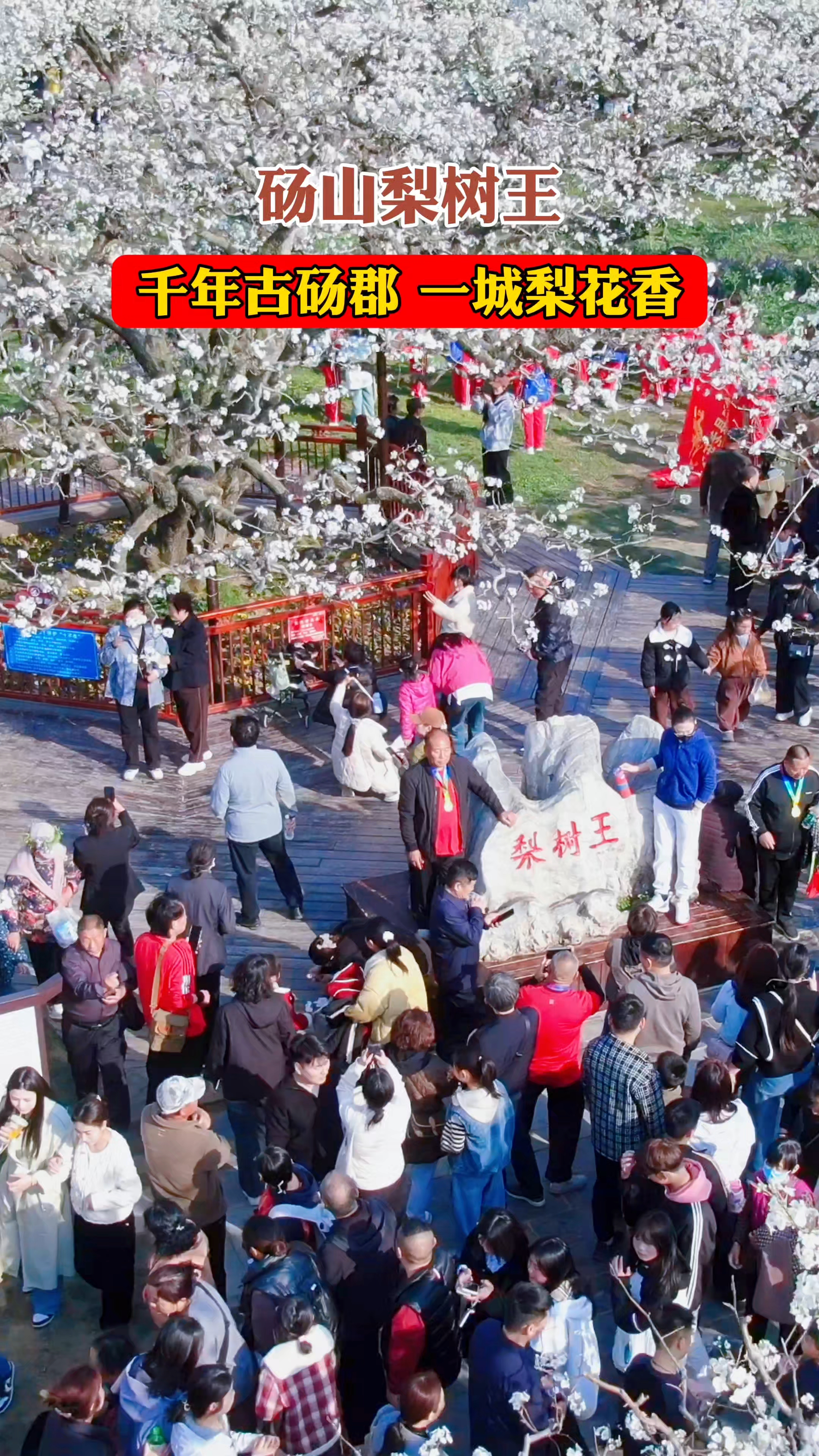 砀山梨花节,梨树王景区人潮涌动