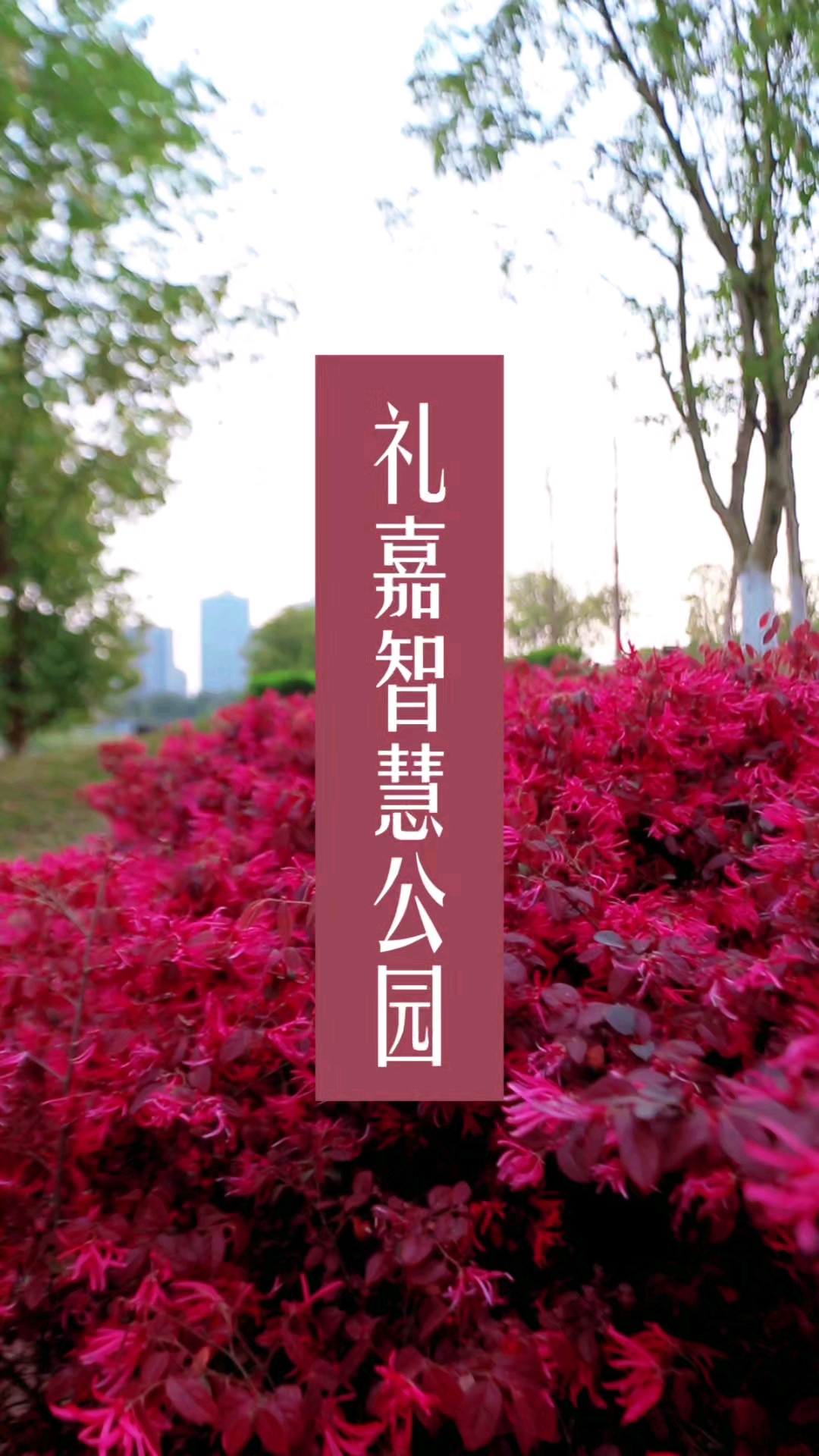 曾经风光无限的礼嘉智慧公园现在破败不堪