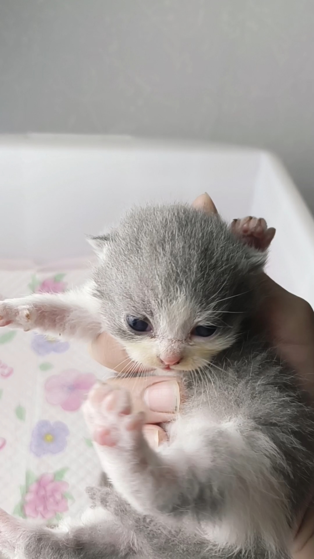 出生11天的英短猫咪