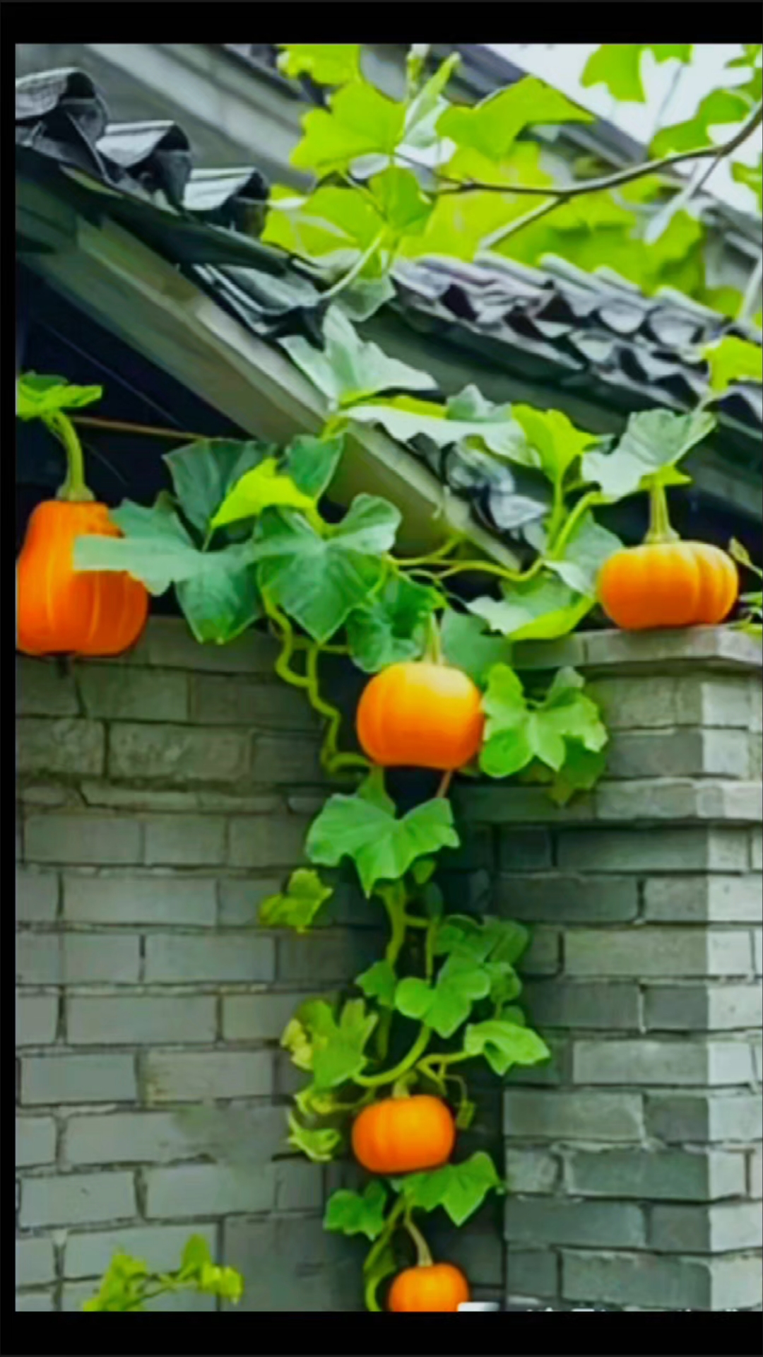 墙头南瓜藤蔓爬,绿叶橙瓜映灰砖.