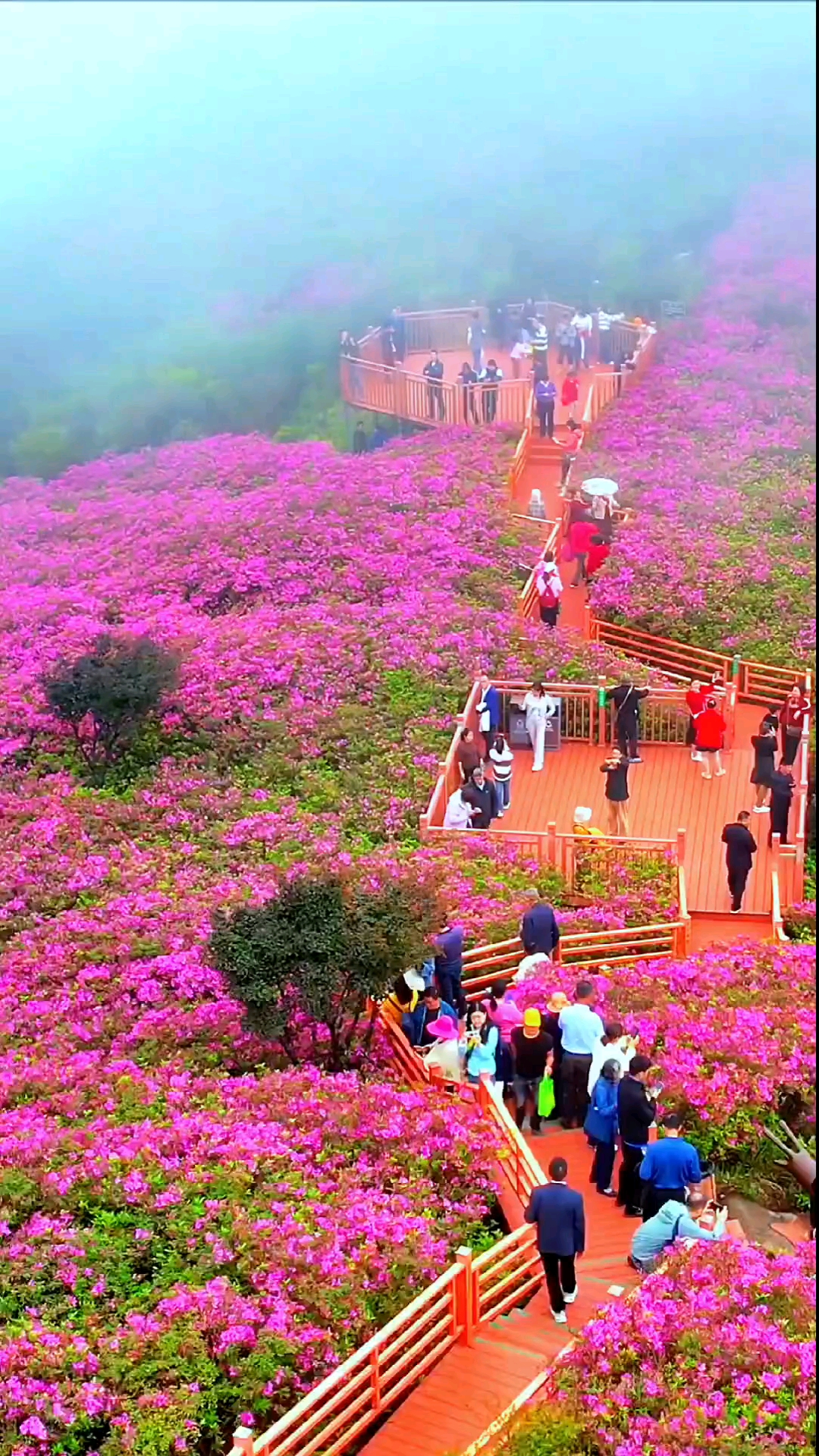 凤凰天池杜鹃花图片