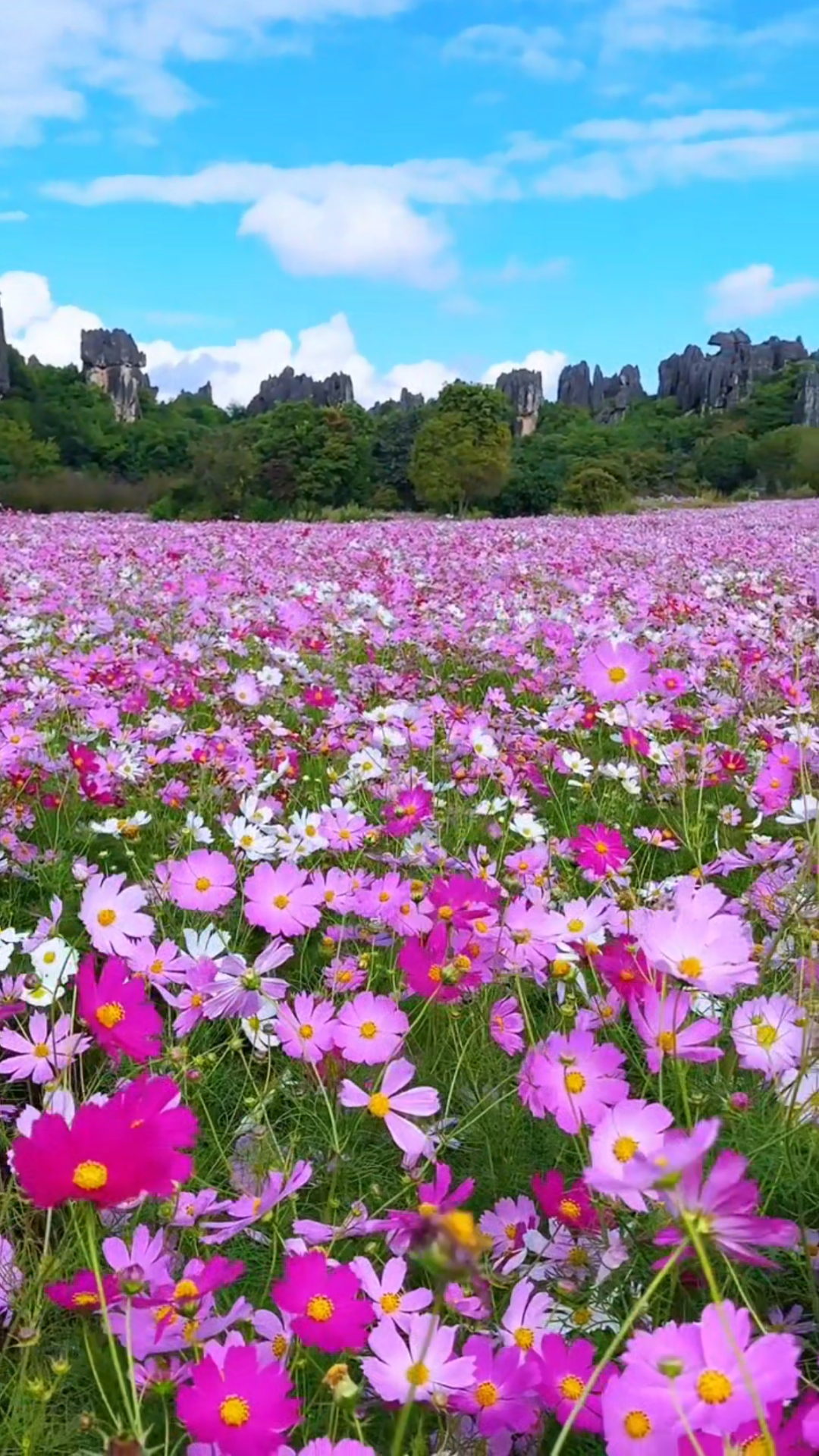 格桑花海绚烂开,向阳而生,愿你如它,收获满程金彩与热爱