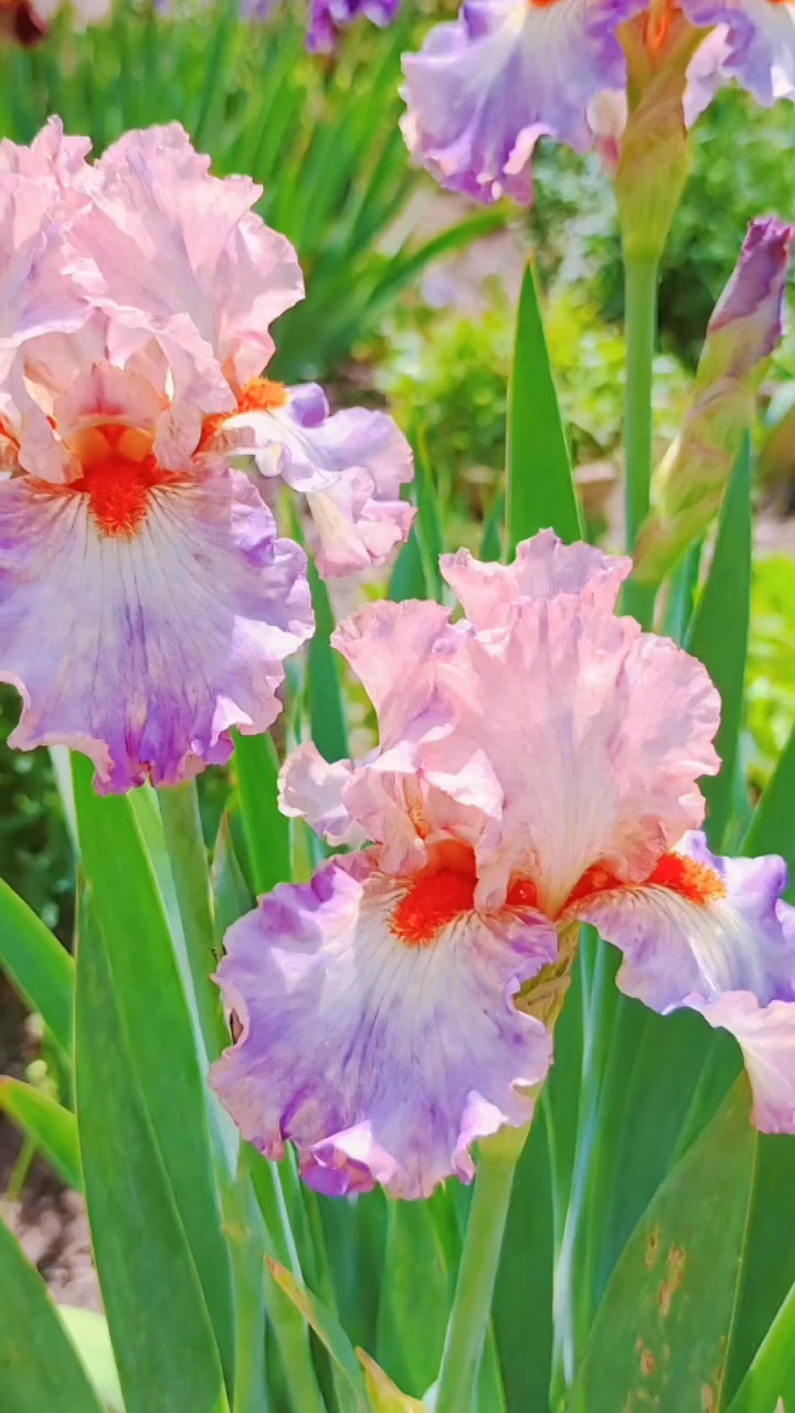 鸢尾花在光影里轻绽,似梦似幻,把浪漫揉进每一片花瓣