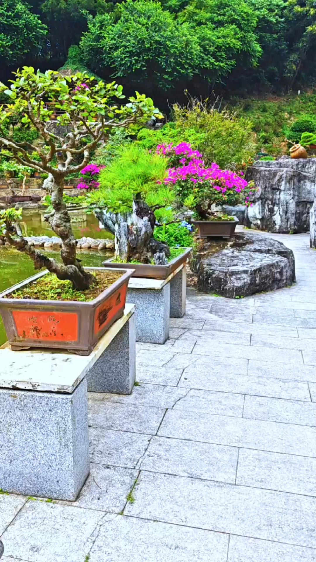 周六漫步在深圳市仙湖植物园的盆景园内,随手拍下部分美景.