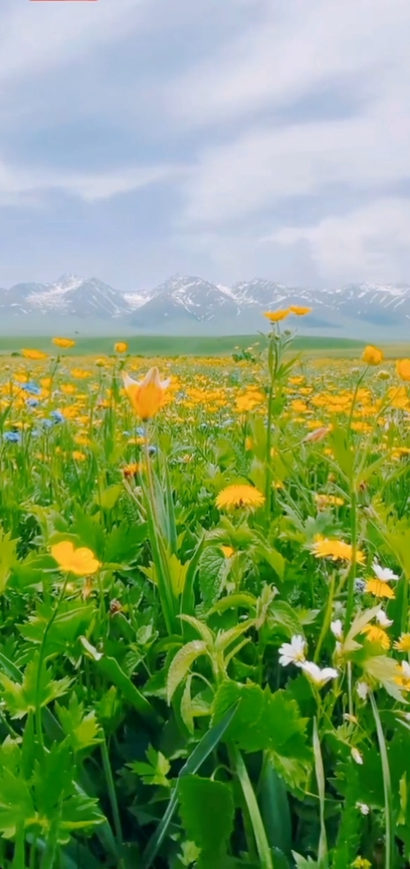 5.18那拉提空中草原花海