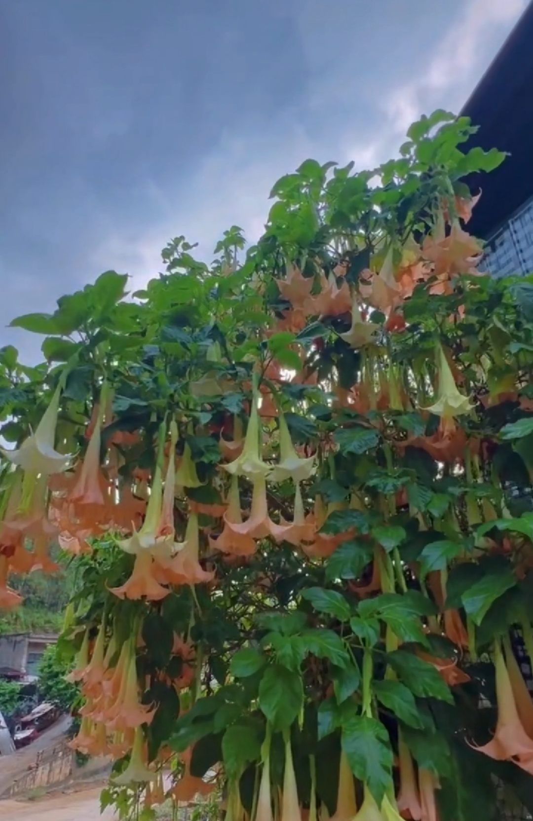 这是什么花好漂亮,花朵像百合的形状一样.