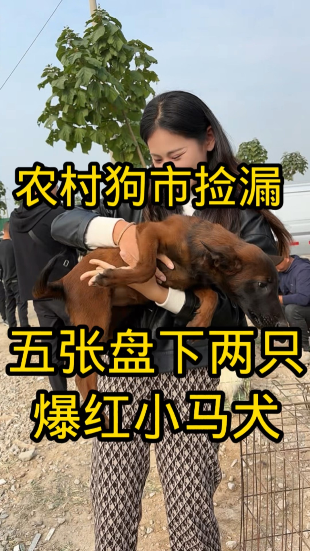 纯爆红血马犬所有出售图片