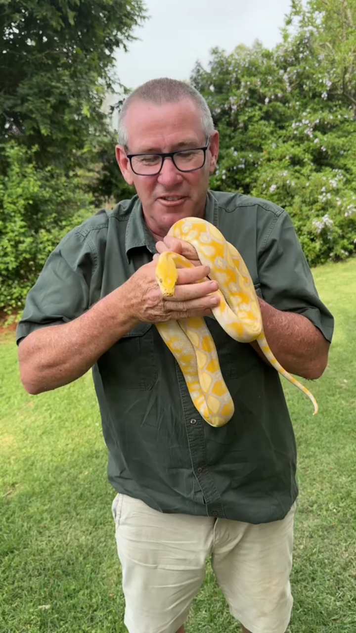 国外老哥的宠物小黄金蟒