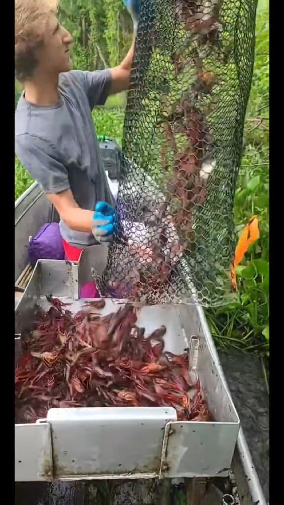 国外小伙户外捕捉小龙虾