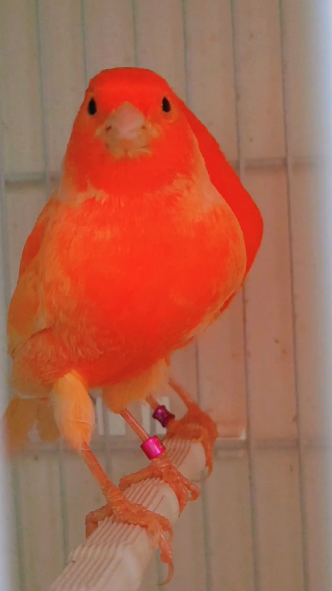 芙蓉鸟是一种特别的可爱鸟类,每天早上起来开始叽叽叽叫几声!