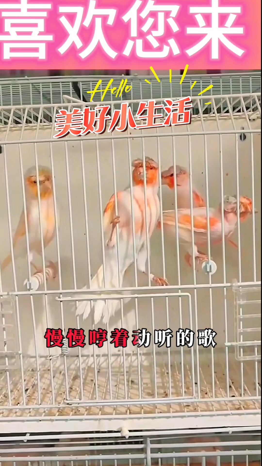 玉鸟芙蓉鸟斯坦福马赛克小丑,红白分明金丝雀大家欣赏一下!