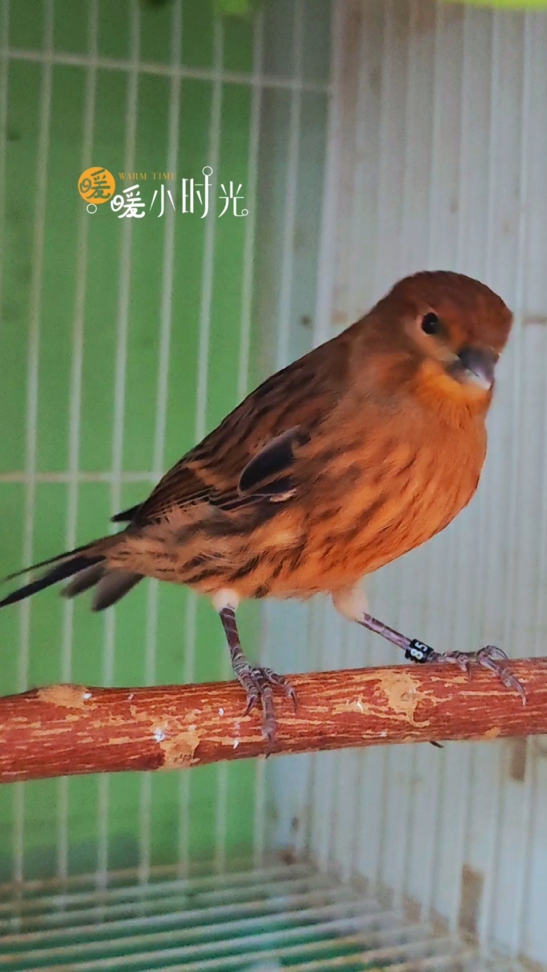 玉鸟芙蓉鸟金丝雀,刚下窝的德国紫桂皮幼鸟,阳光相伴生活惬意!