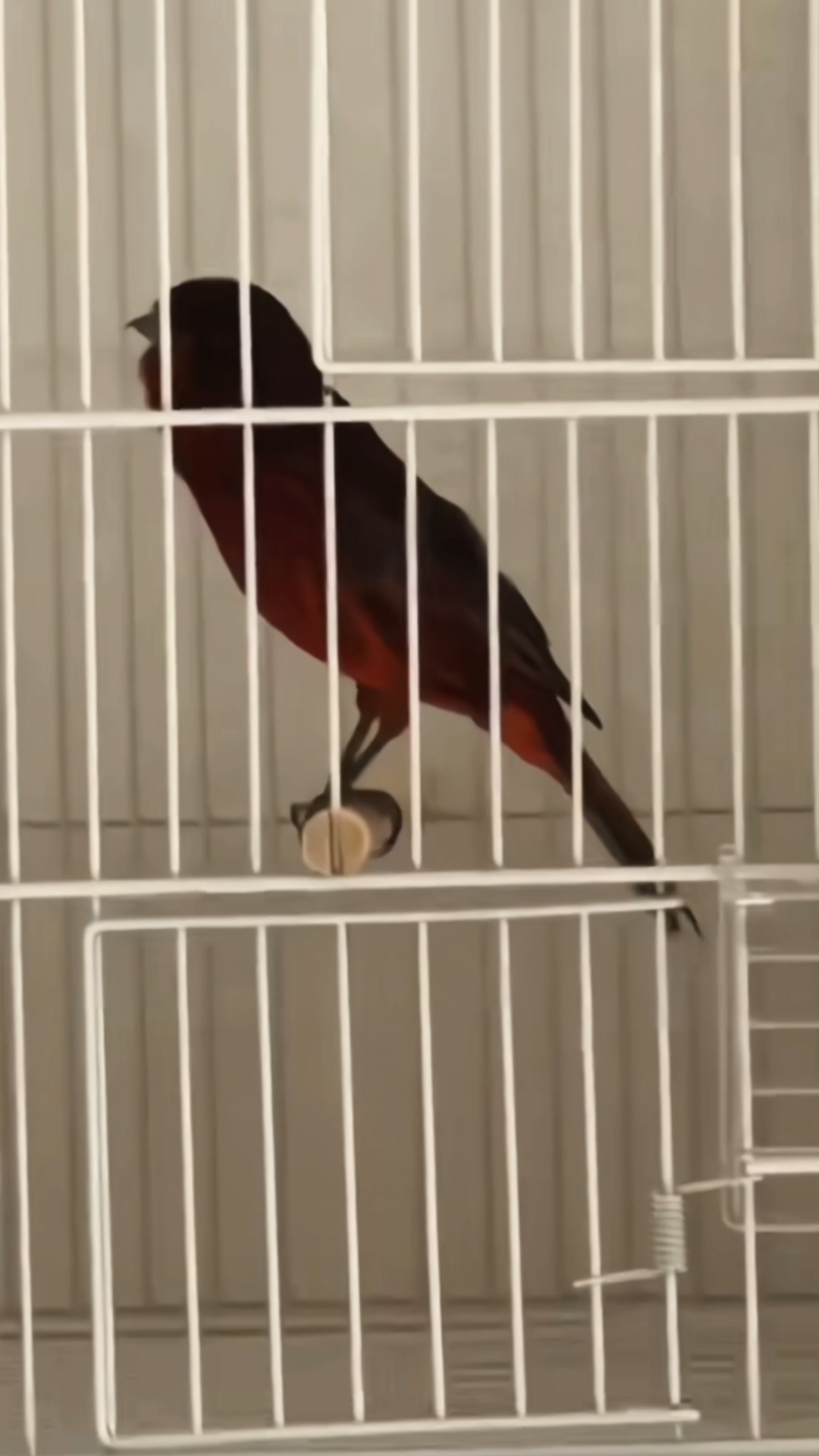 玉鸟芙蓉鸟金丝雀,德国紫桂皮起旺大唱,好鸟常有,精品难求!