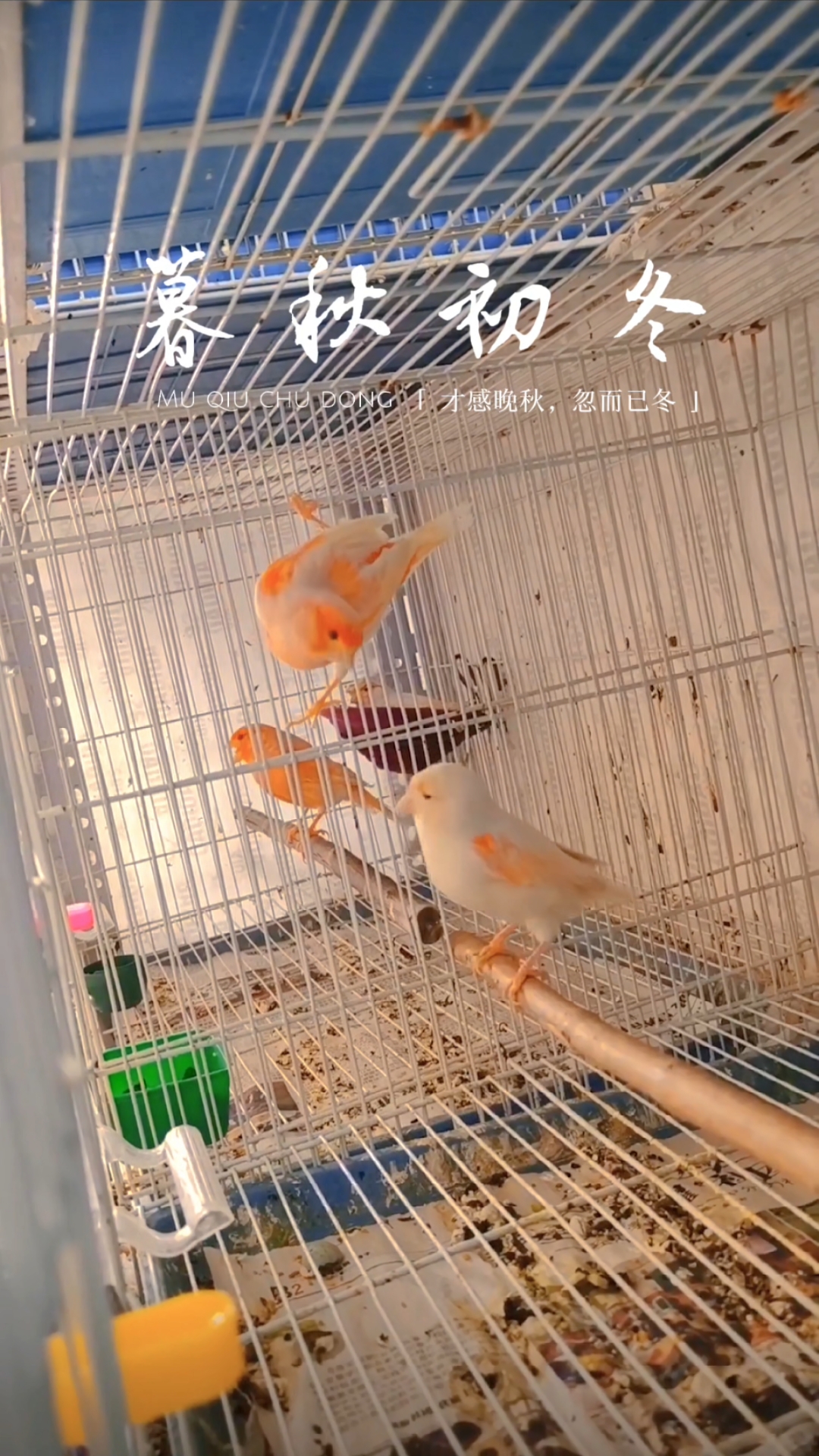 玉鸟芙蓉鸟金丝雀红白马赛克,陆续开始合窝啦!