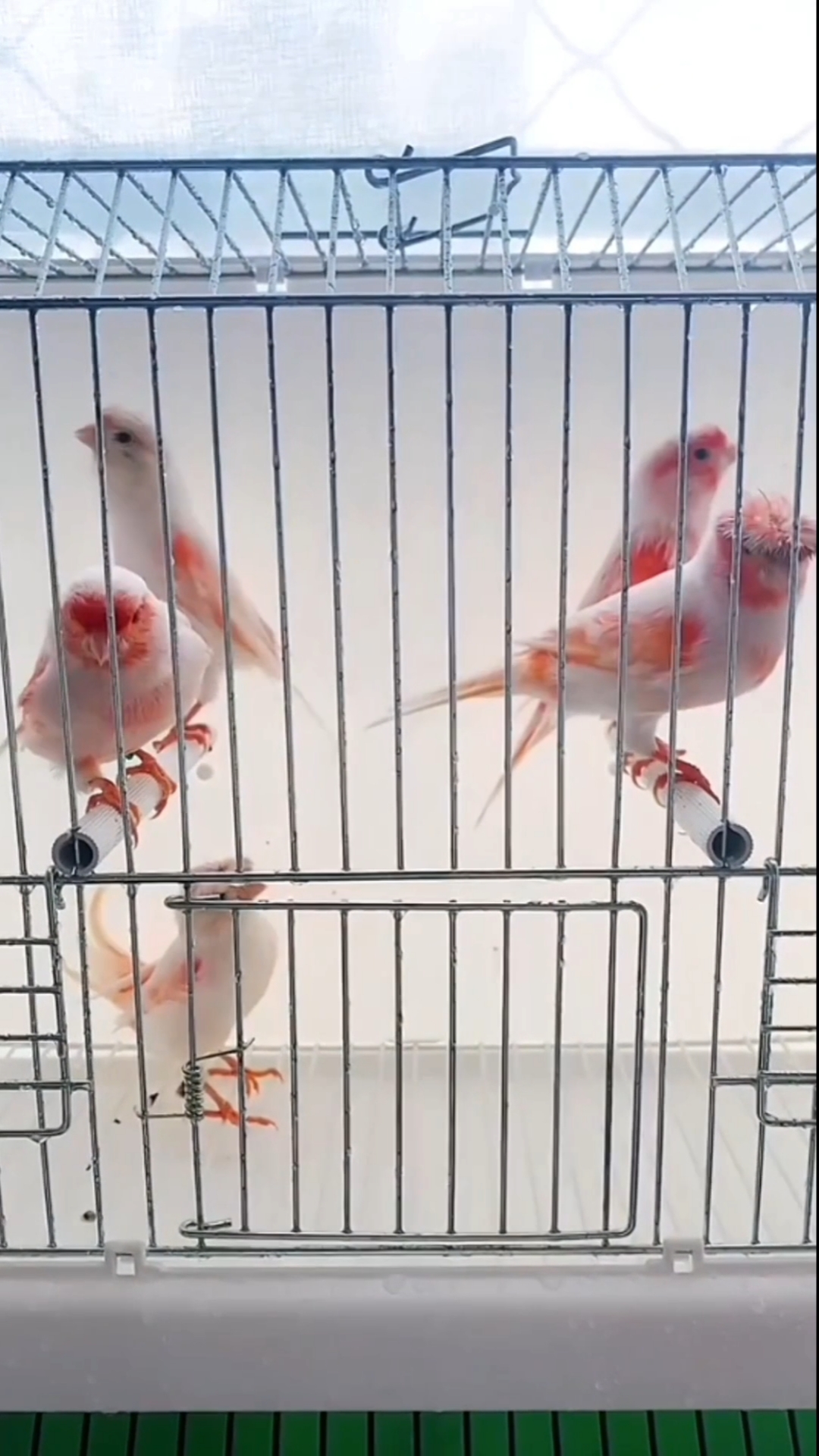 玉鸟芙蓉鸟金丝雀红白分明马赛克性格温顺繁殖乐趣多大家快来看看-度