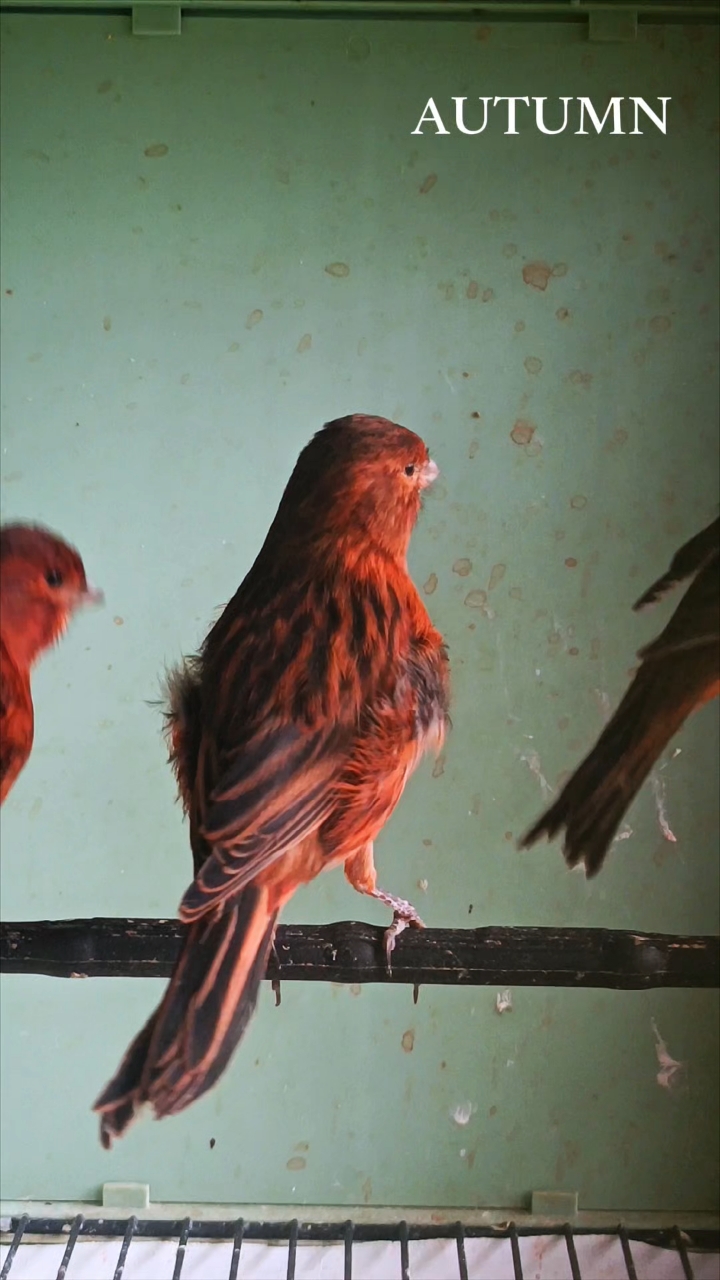 玉鸟芙蓉鸟德国紫桂皮这是一个有着非常强大基因的品种