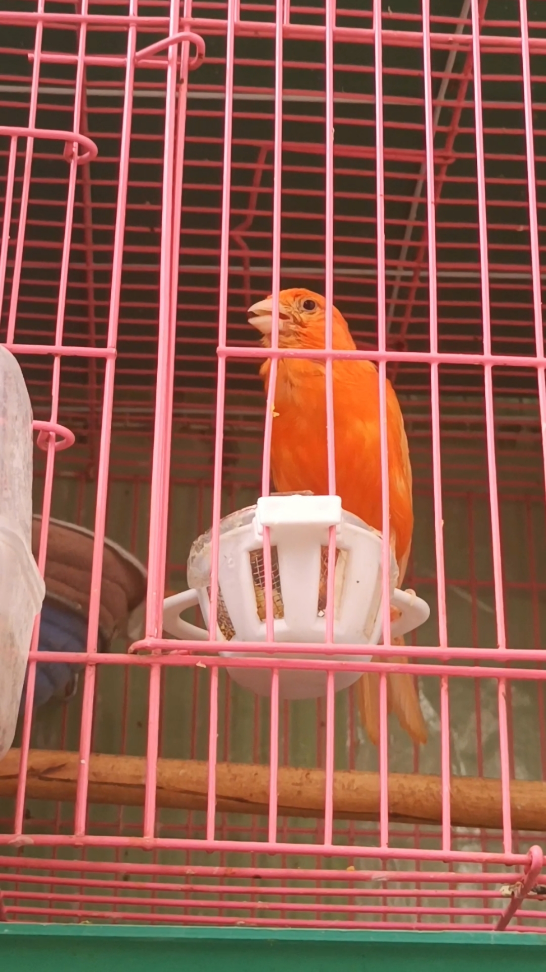 玉鸟芙蓉鸟金丝雀,身披红衣展歌喉,叫口真勤,前途无量!