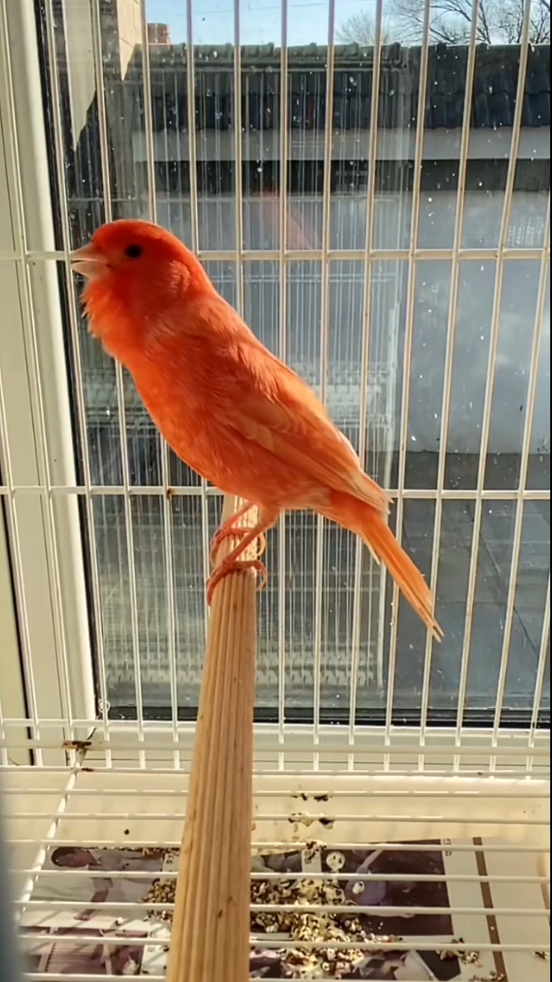 玉鸟芙蓉鸟大唱,这叫声太美了颤音好动听冬日在家欣赏别提多美了-度小