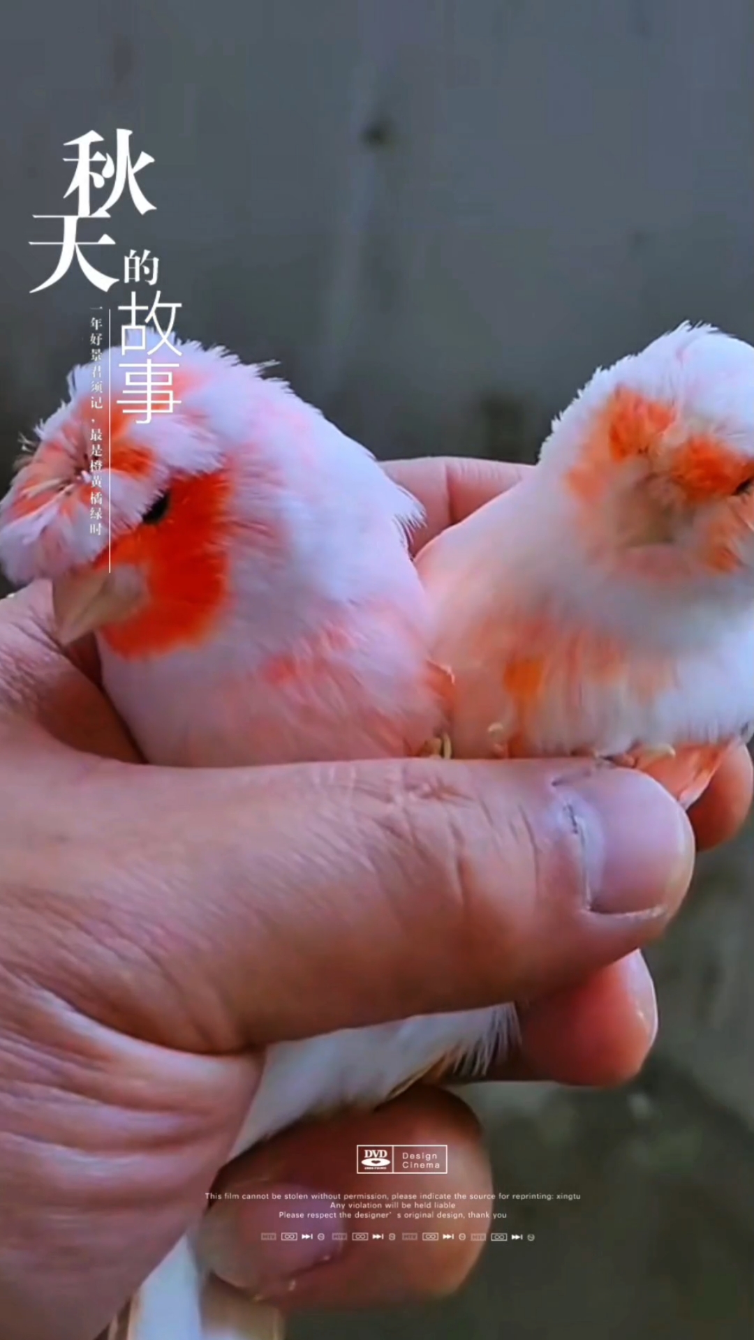 玉鸟芙蓉鸟金丝雀的羽毛如此鲜艳,像是大自然的调色盘!可爱至极