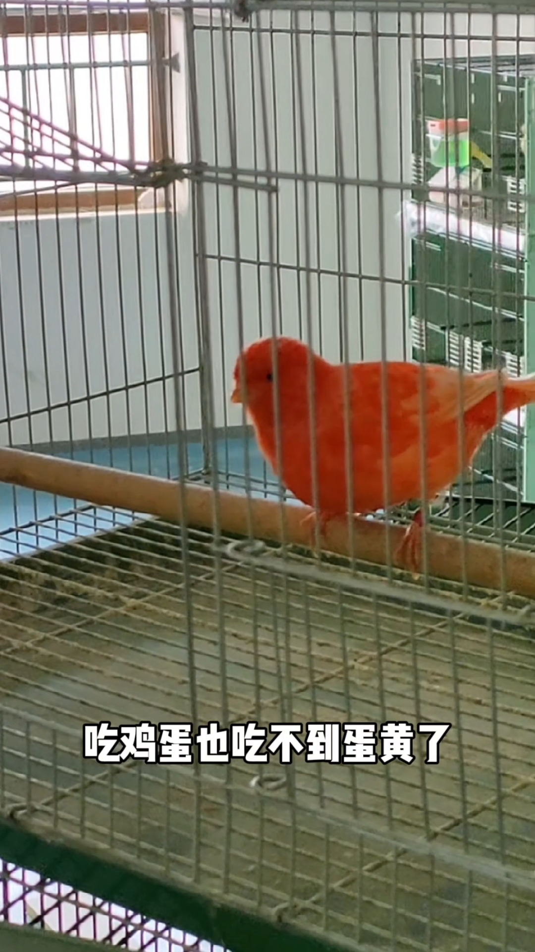 玉鸟德系大红袍芙蓉鸟,外观全部由红色因素呈现,表现出喜庆红火