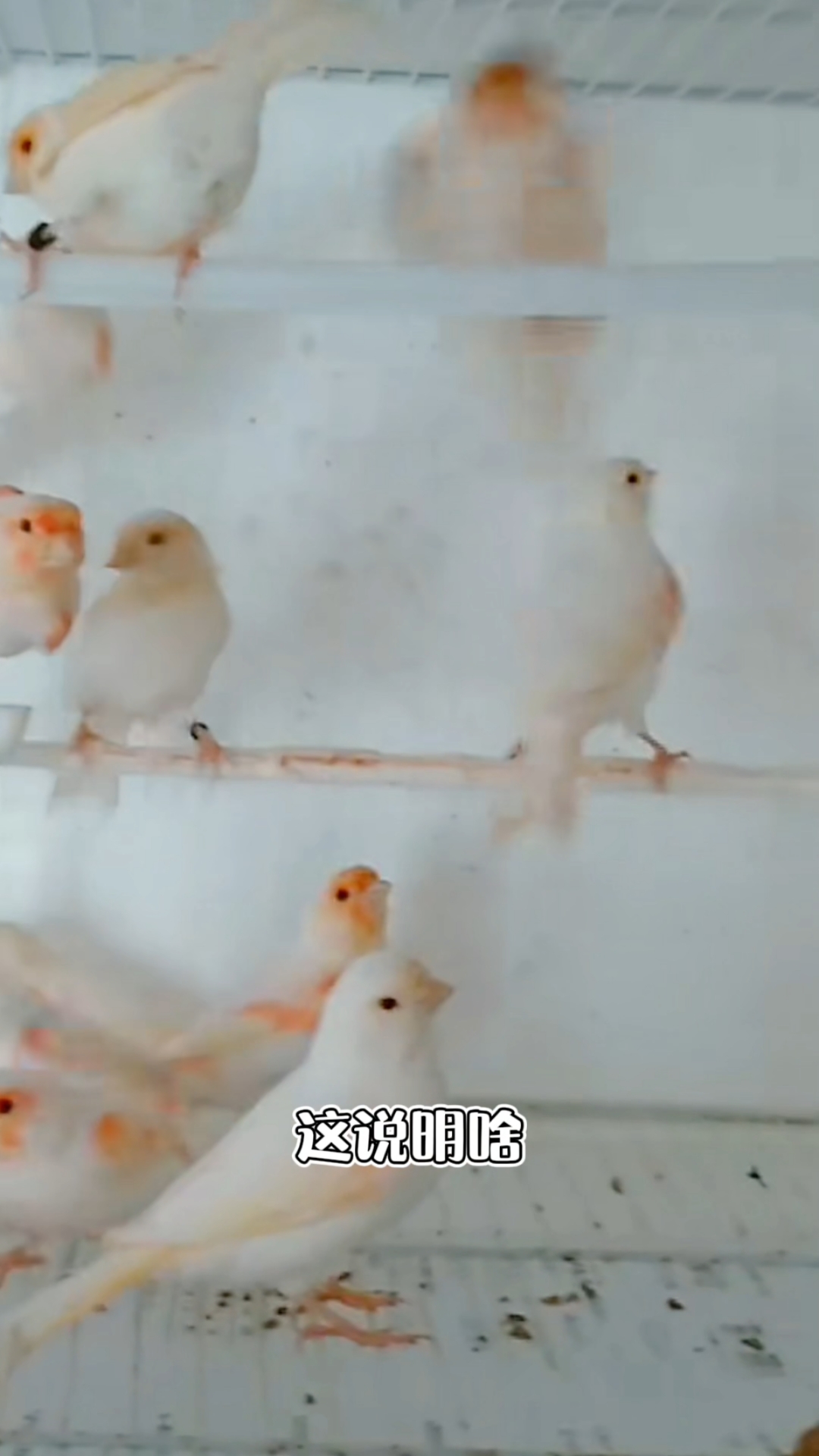 玉鸟芙蓉鸟金丝雀,红白马赛克备战繁殖季,缺公少母的来,保健康