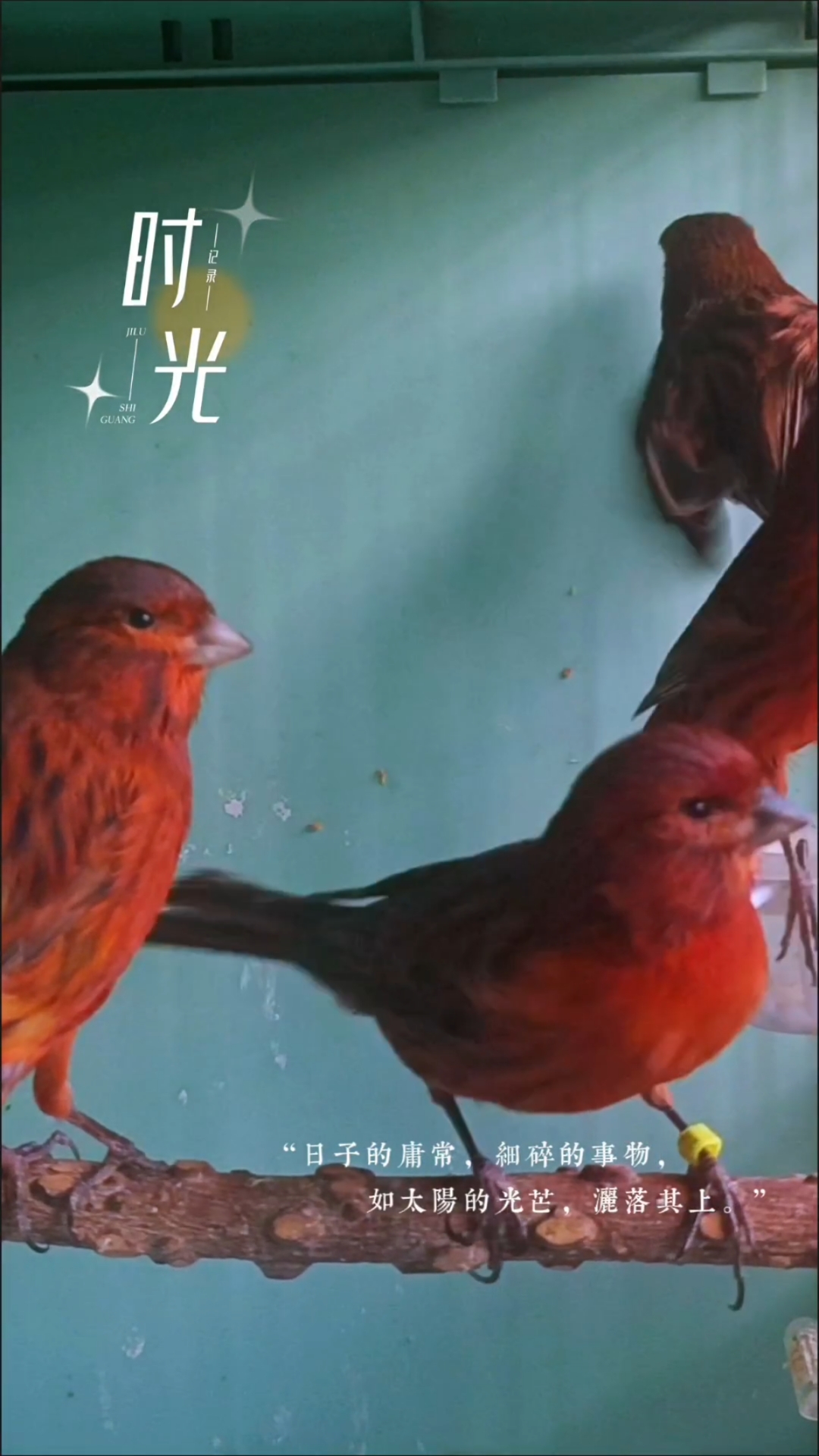 玉鸟芙蓉鸟金丝雀德国紫桂皮,繁殖季到来今年早窝崽子陆续合窝!