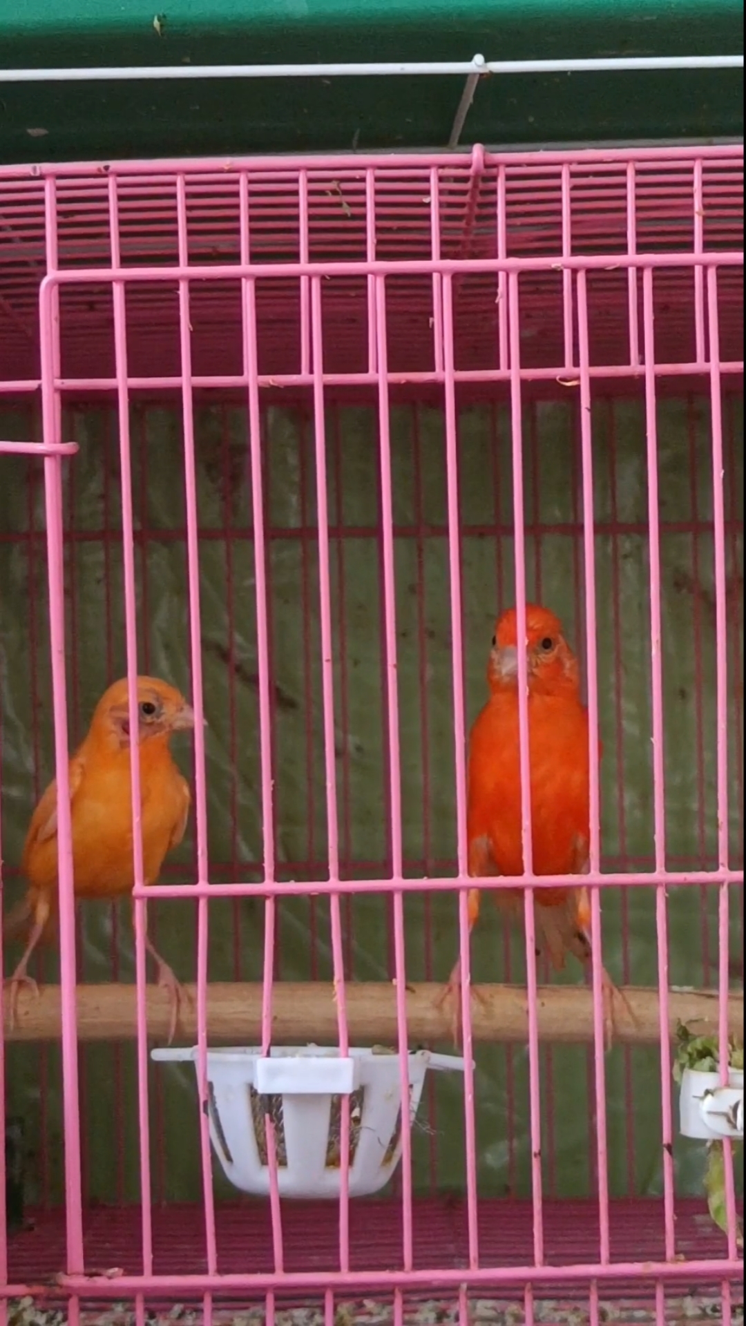 芙蓉鸟辣椒红,真正的老品种.金丝雀罗娜种是一个非常成熟的品种