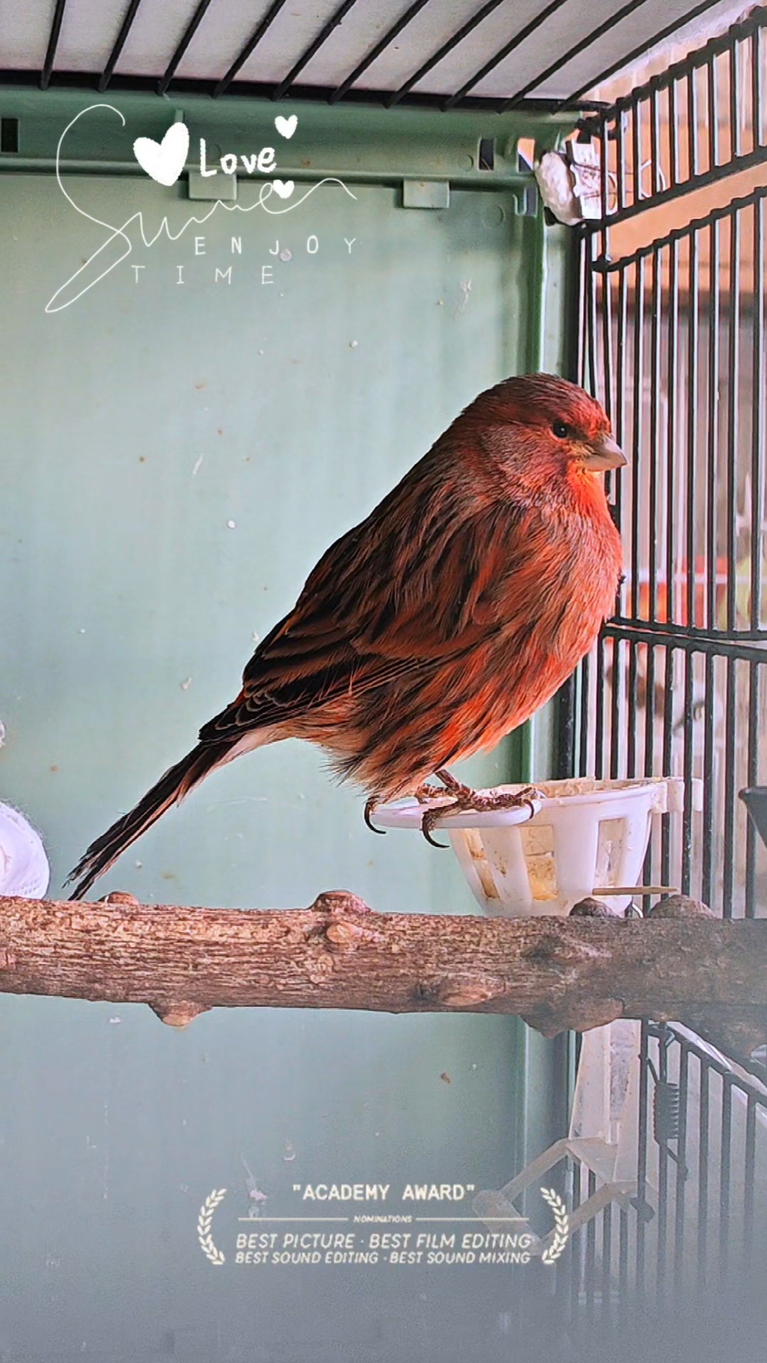 玉鸟芙蓉鸟金丝雀,德国紫桂皮这是非常适合新手养的一个鸟品种!