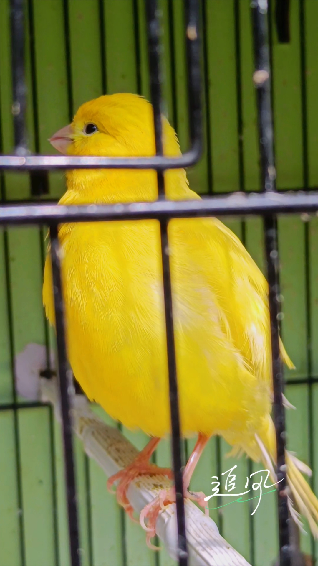 玉鸟芙蓉鸟,春日繁花映眼帘,德系黄袍舞翩跹,美艳惊艳群芳羡!