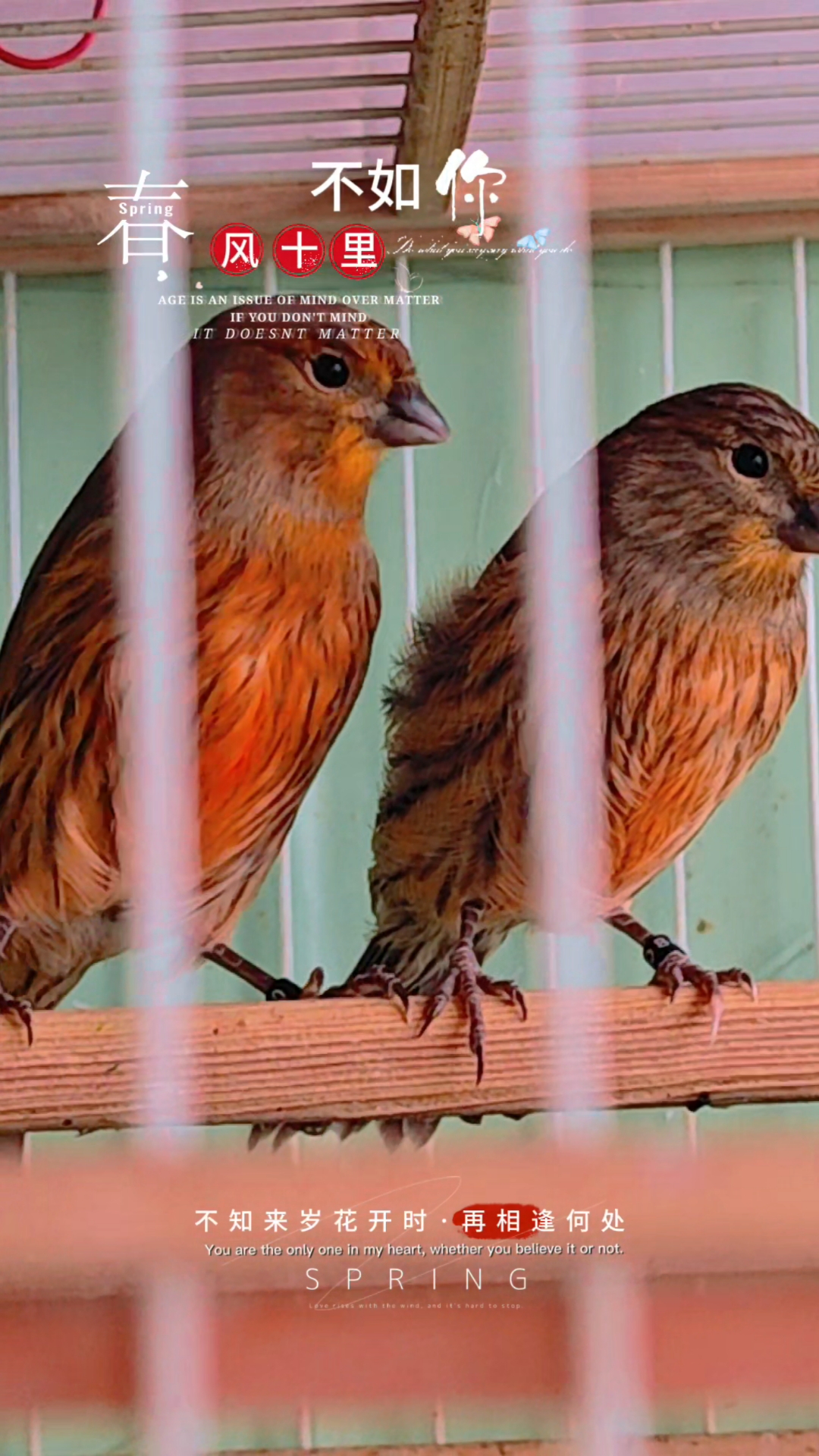 玉鸟芙蓉鸟金丝雀,精品德国紫桂崽子,紫桂好不好看颜色和个头!