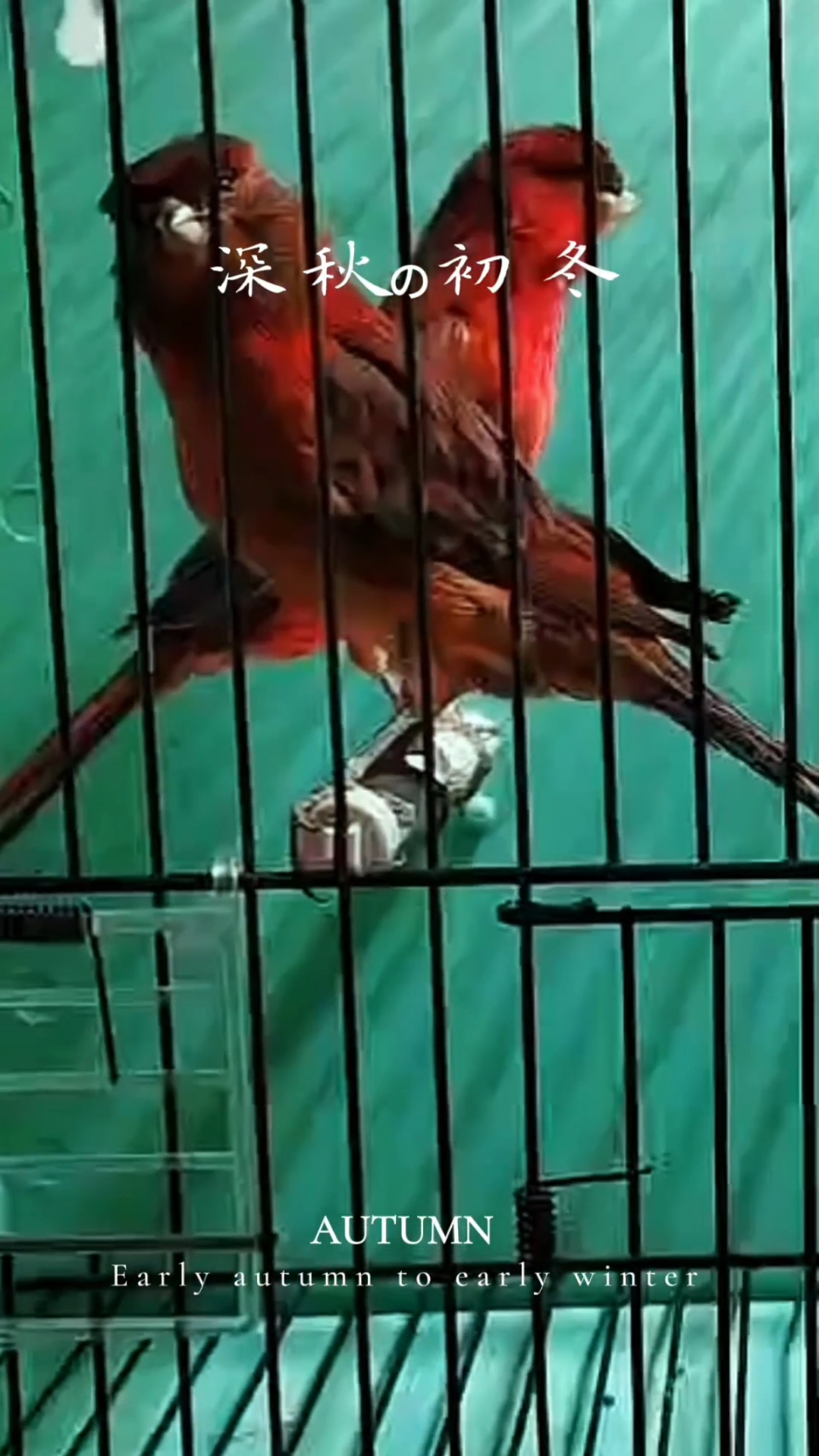 玉鸟芙蓉鸟金丝雀德国紫桂皮这是一个有着非常强大基因的品种