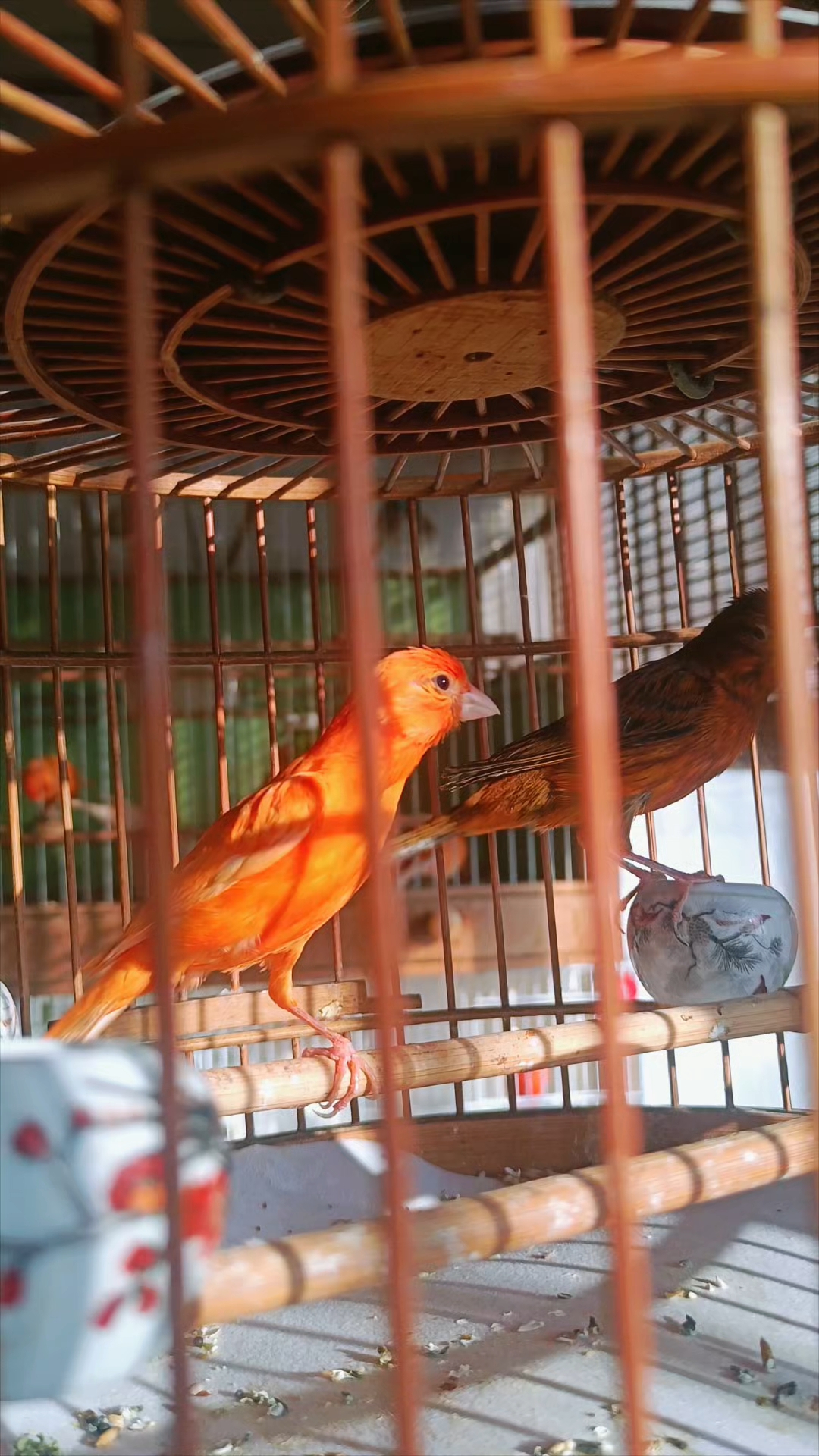 玉鸟芙蓉鸟,观鸟起得早,户外空气好,携伴健步走,一生无烦恼!