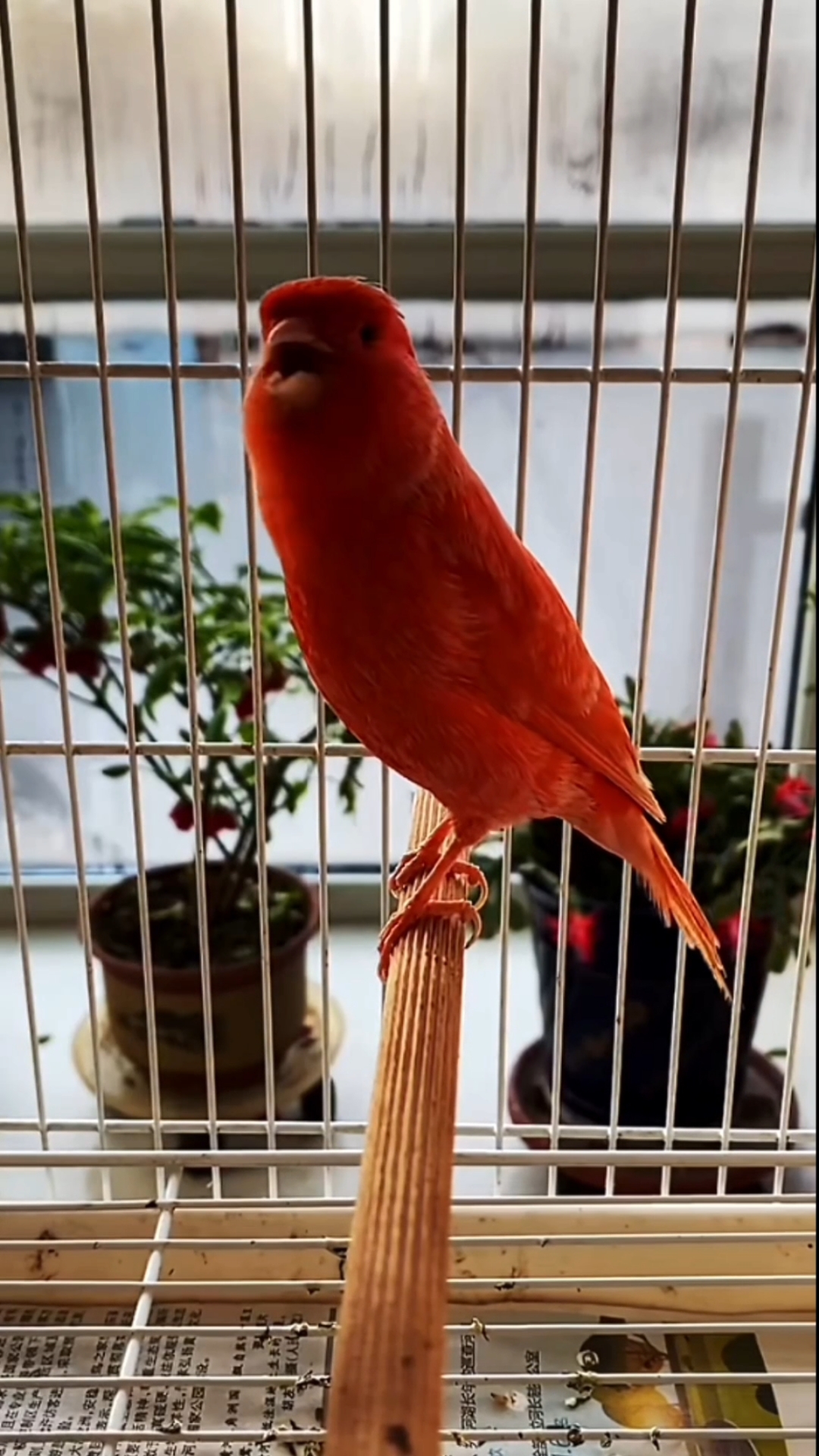 玉鸟芙蓉鸟德系大红袍清脆叫声连贯响亮颤音不错冬日欣赏美妙歌声