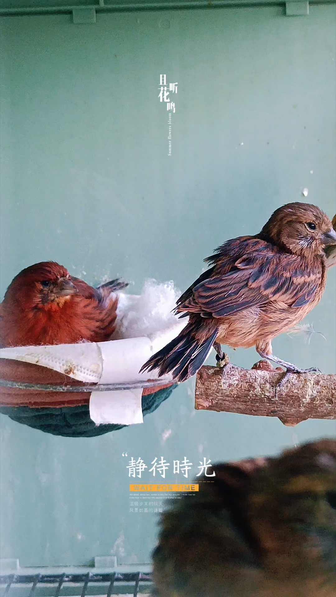 玉鸟芙蓉鸟金丝雀,看着德国紫桂皮小鸟在妈妈的呵护下茁壮成长