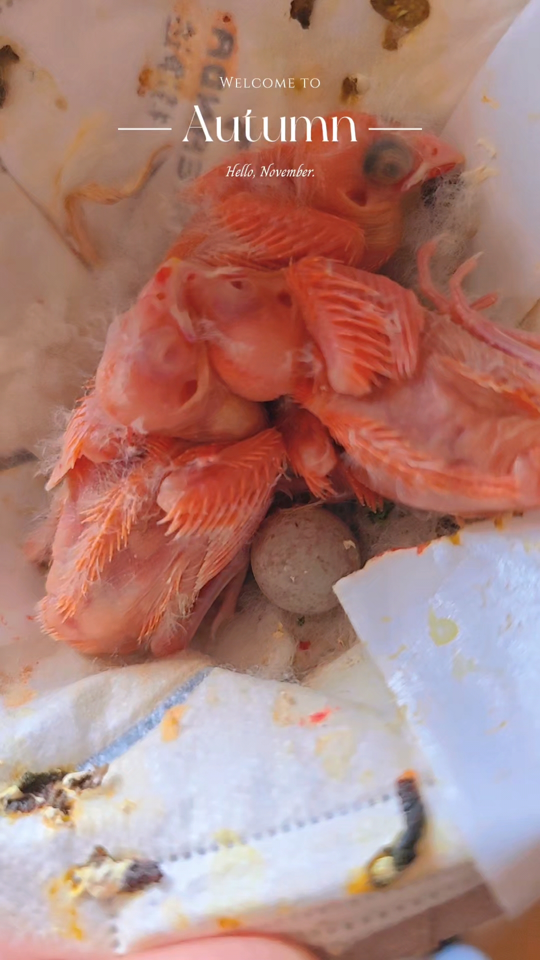 玉鸟芙蓉鸟,它的眼睛如红宝石般晶莹,温柔的光芒在其中流转!