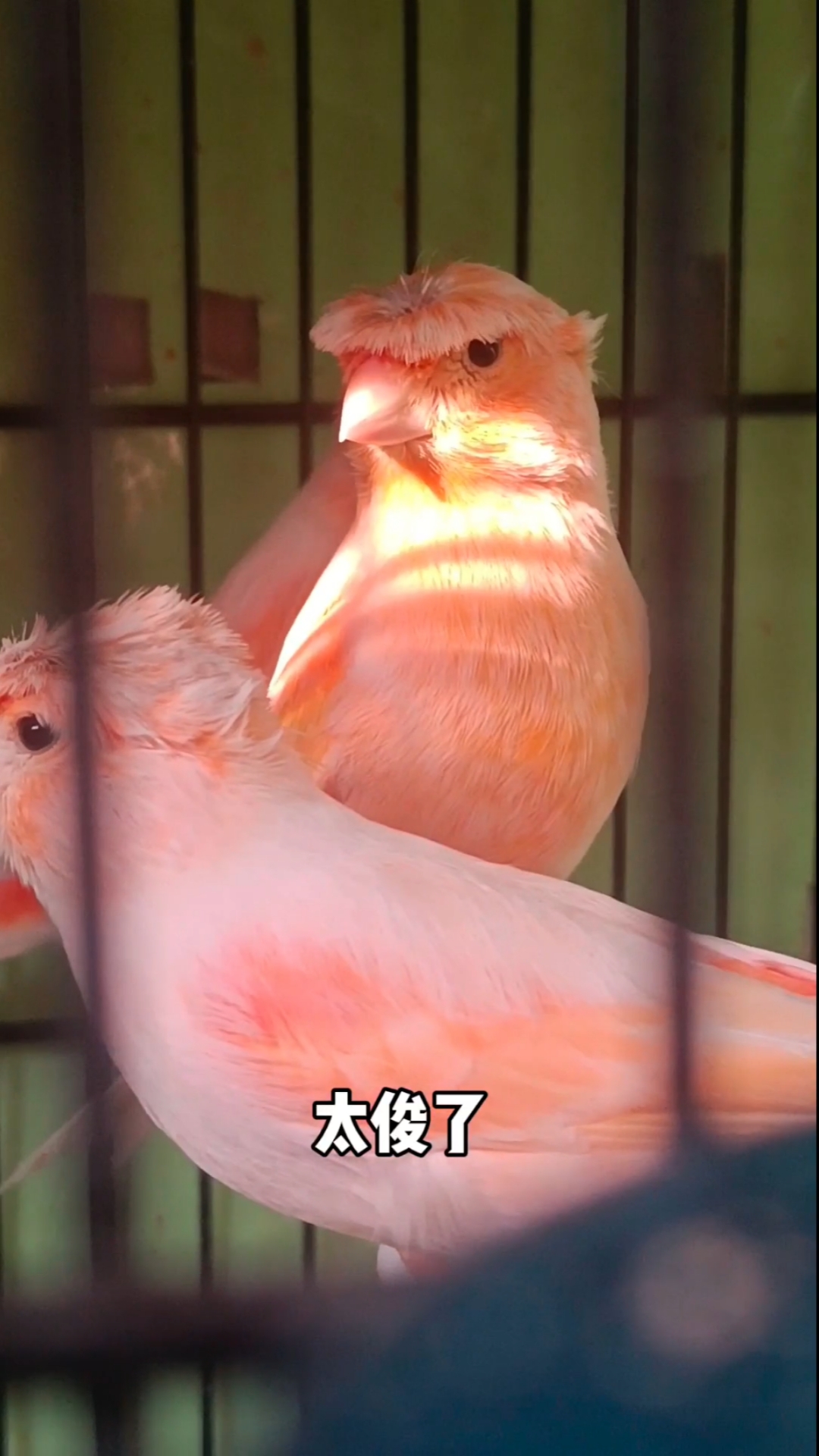玉鸟芙蓉鸟金丝雀红白马赛克,自家繁育保健康,大家欣赏一下吧-度小视