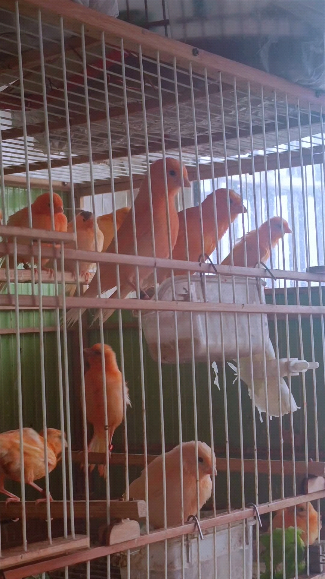 玉鸟芙蓉鸟金丝雀,暗香浮动,鸟儿飞舞,德系大红袍一派生机盎然