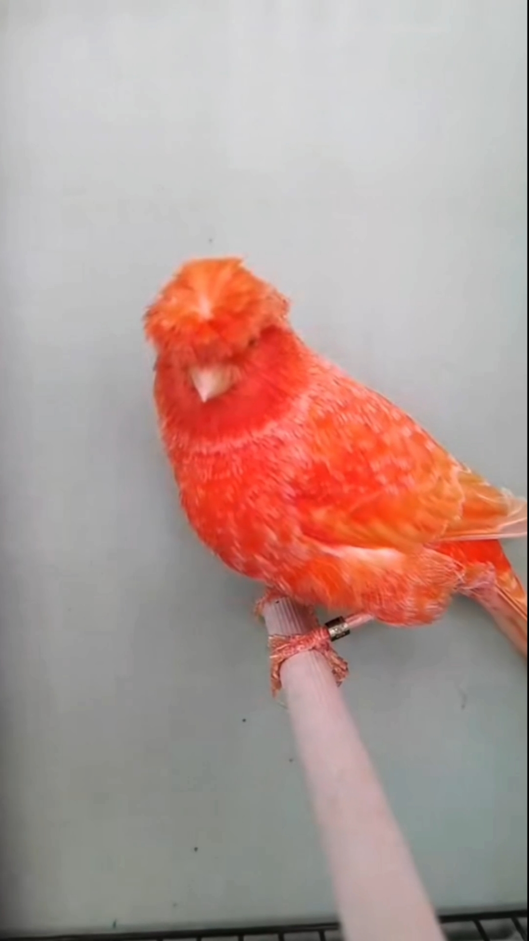 玉鸟芙蓉鸟金丝雀铲屎官说我是这个世界上最可爱的玉鸟这是真的吗