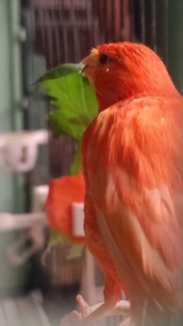 玉鸟芙蓉鸟辣椒红,喜庆的羽毛细腻而光滑,仿佛是最精致的丝绸!