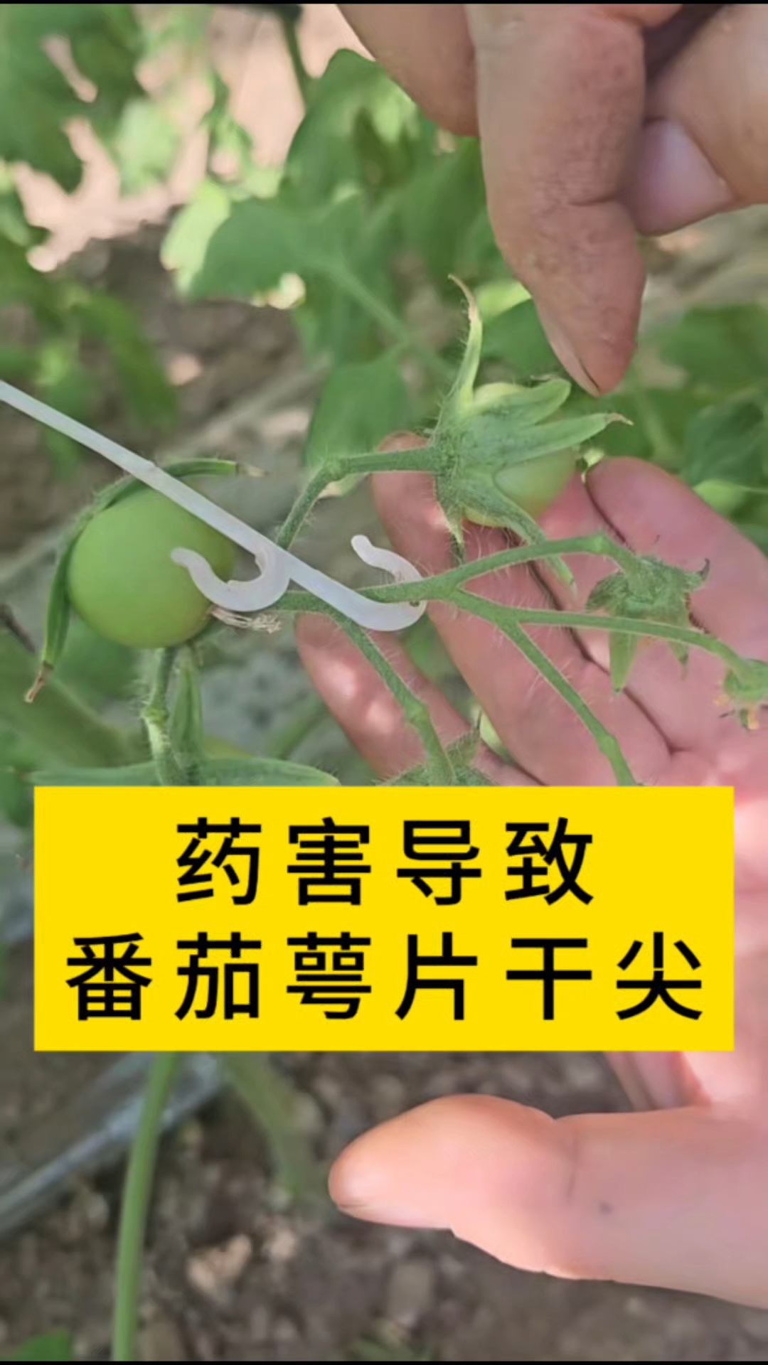 番茄药害导致萼片灼伤
