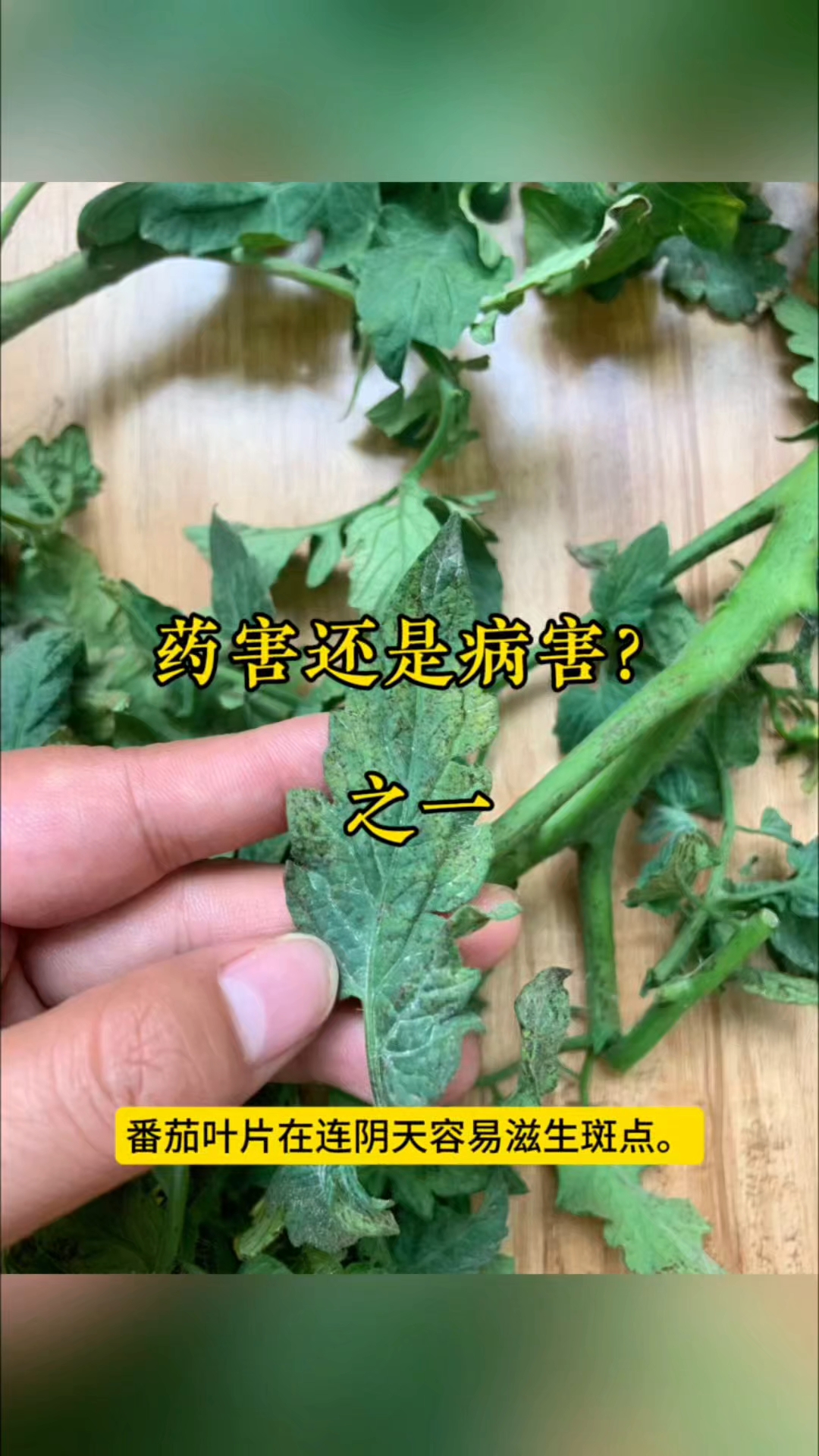 番茄叶片阴雨天容易出现斑点,是病害还是药害呢?#番茄叶斑病