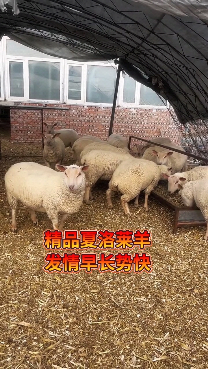 纯种夏洛莱羊抗寒耐热适应性强-度小视