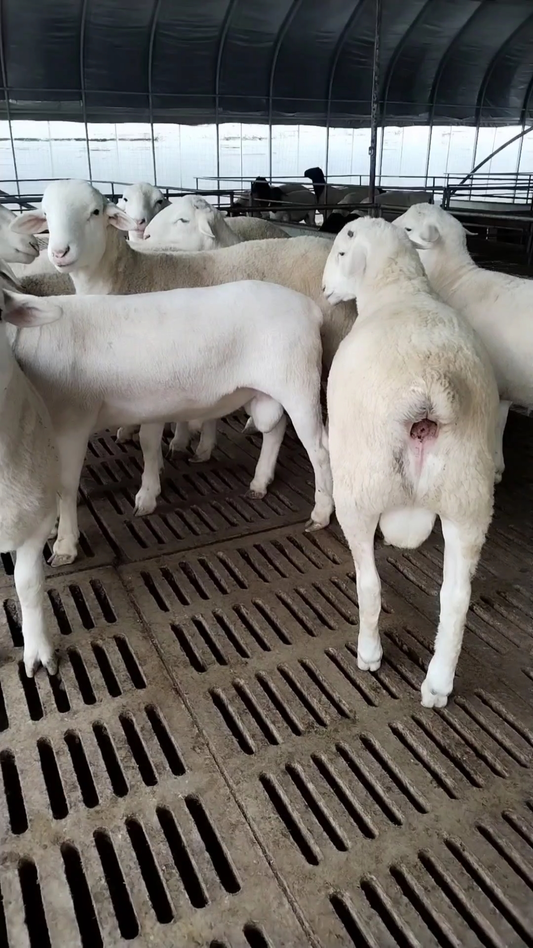 澳洲白绵羊公羊图片