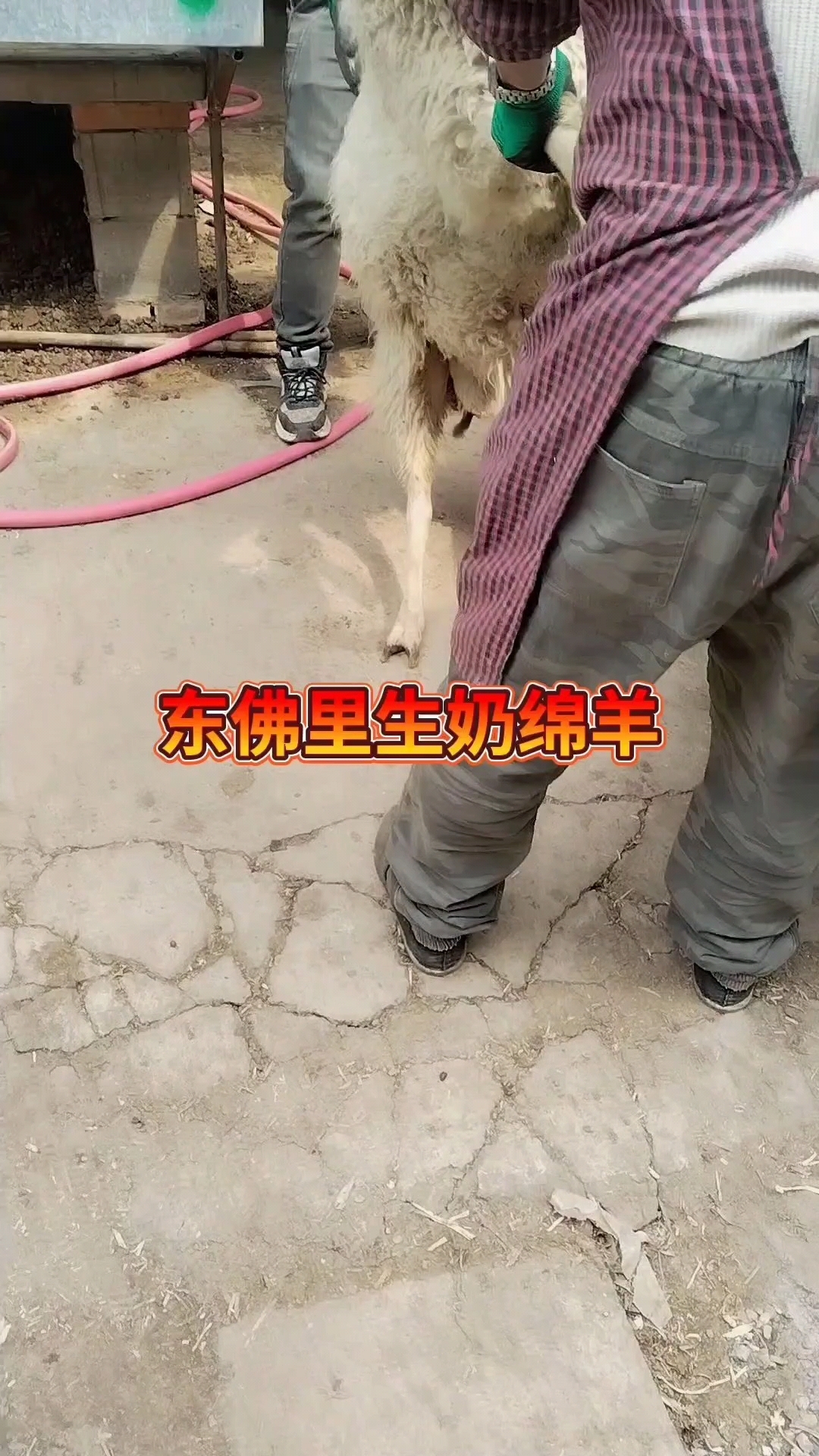 出售东弗里生奶绵羊图片