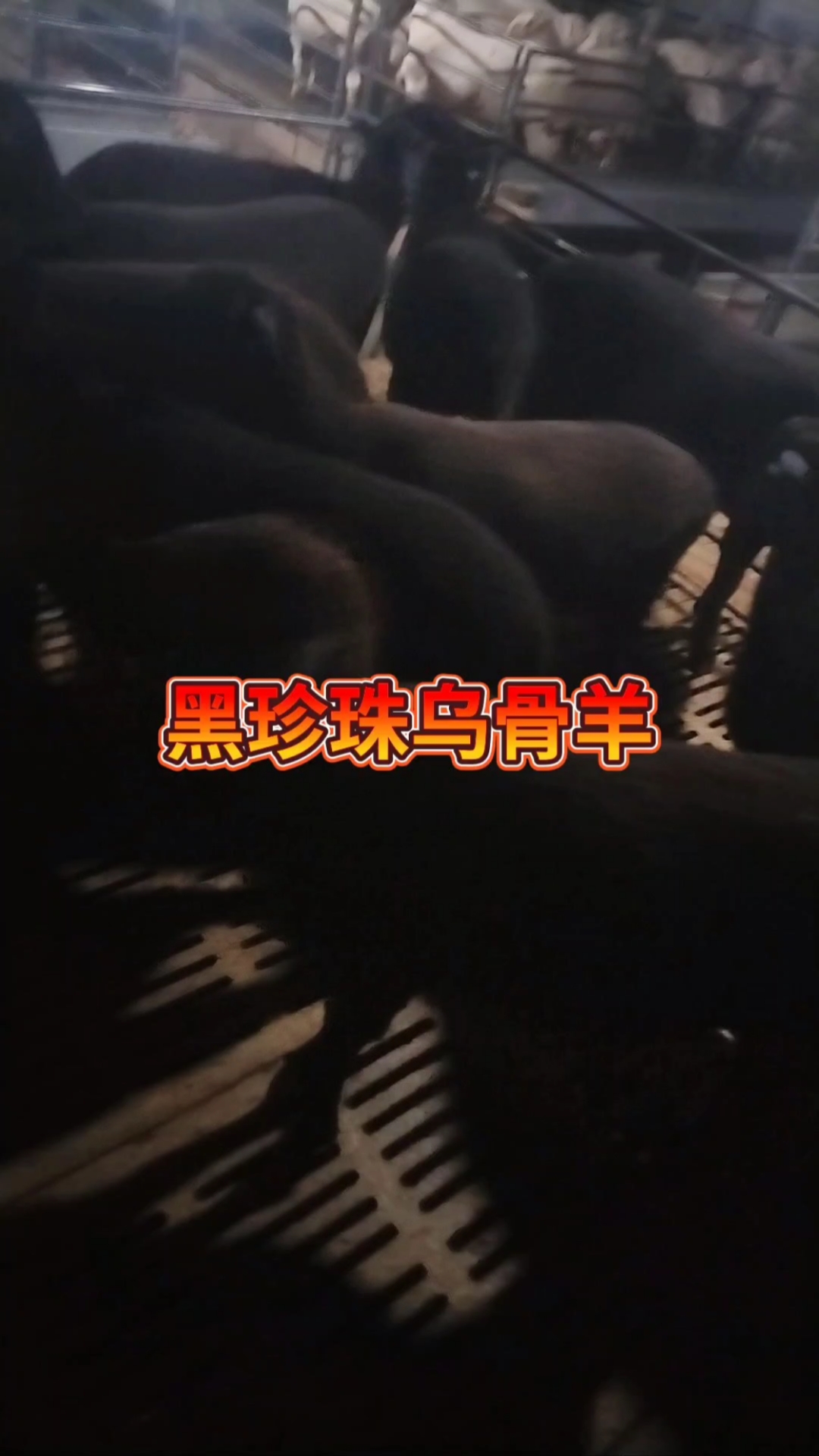 黑珍珠乌骨羊,多胎多羔好饲养,抗寒耐热适应性强-度小视